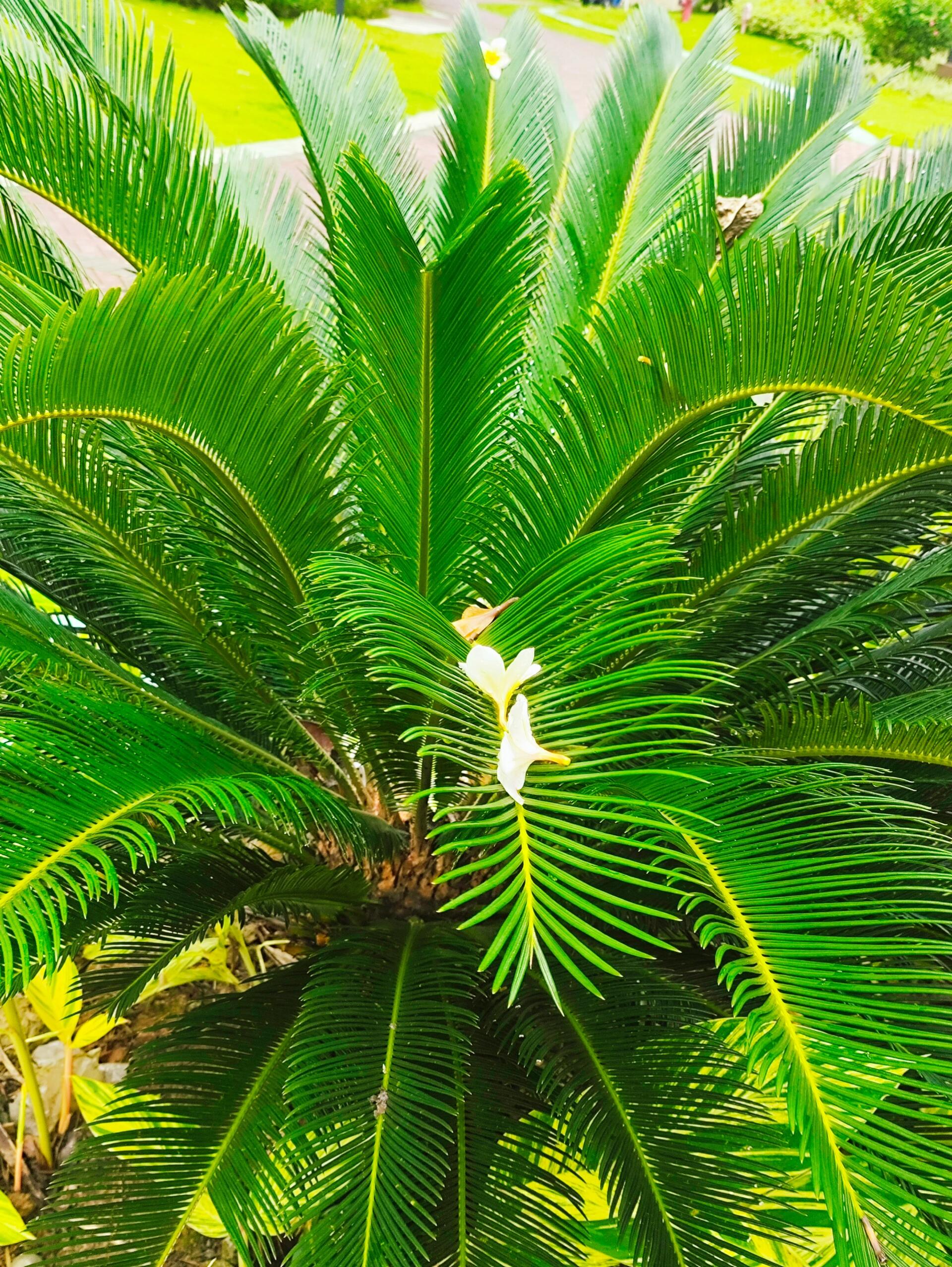 88.苏铁---我身边的100种植物