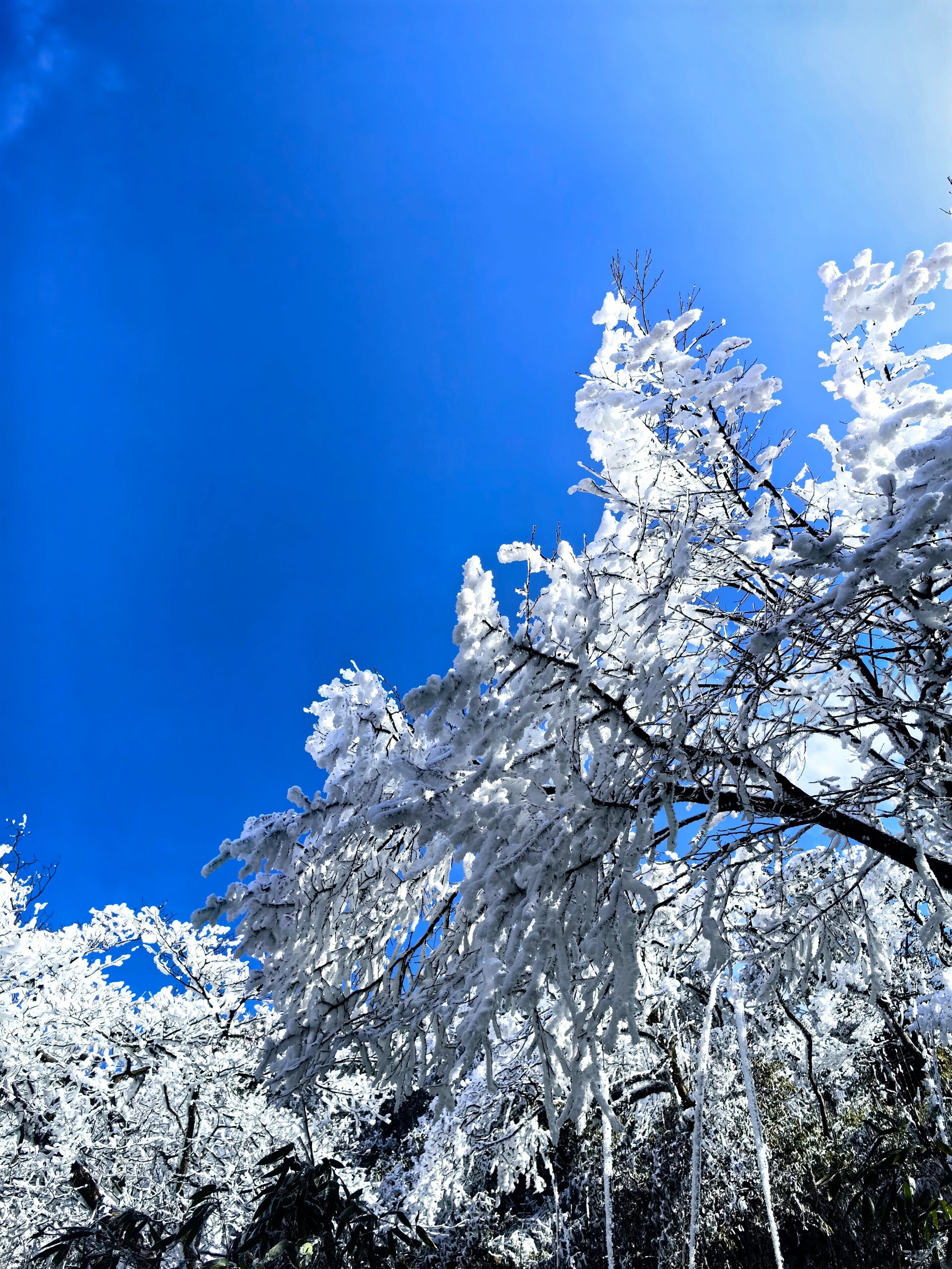 金佛山北坡雪景图片