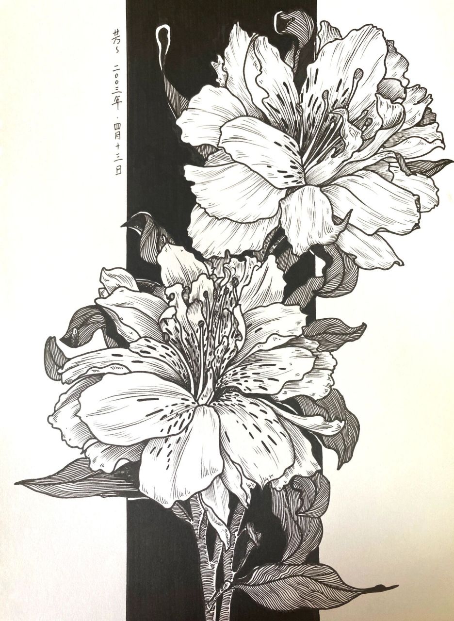 黑白画花卉(33张)/六初花 附过程图,禁止商用,临摹请标注出处 材料