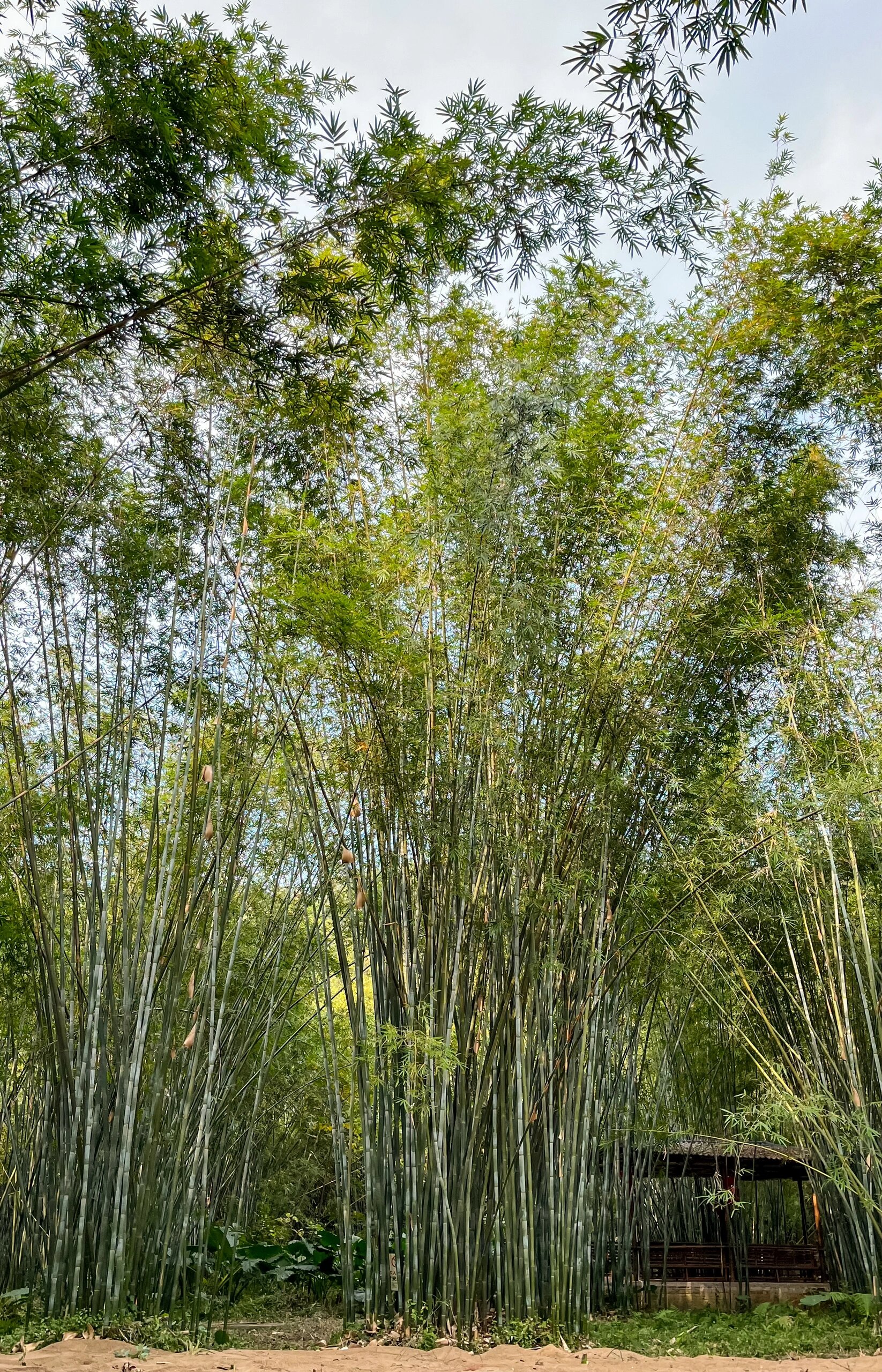 广宁——竹海大观