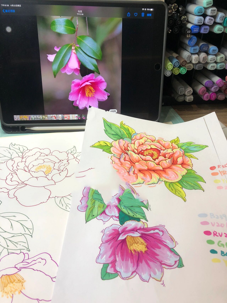 花叶手绘 万能元素 马克笔单体 素材 牡丹花和山茶花,线稿用彩色勾线