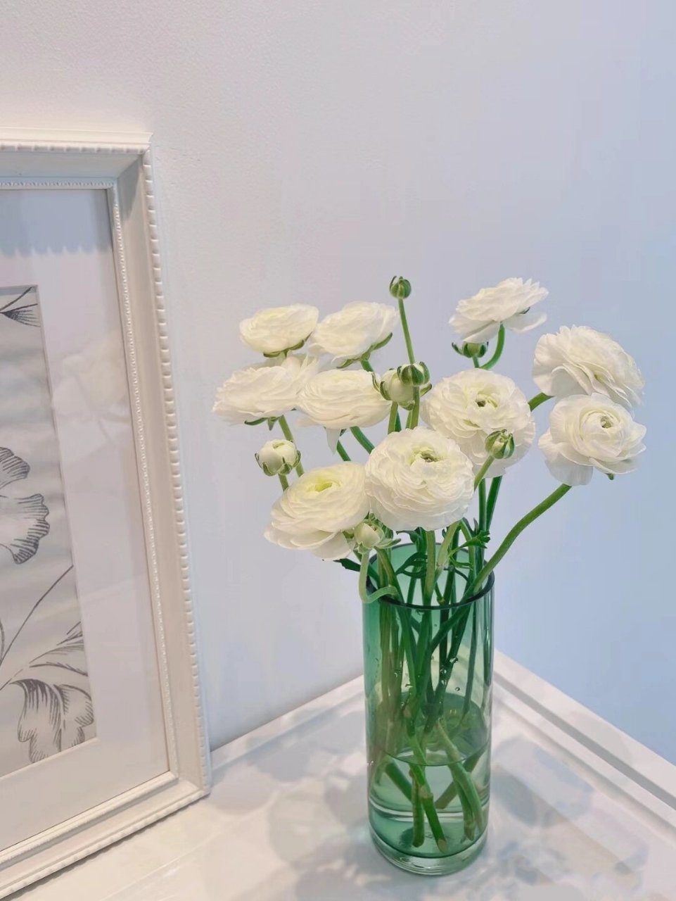 每日识花 | day 14 白色洋牡丹 【花材】白色洋牡丹 【别名】花毛茛