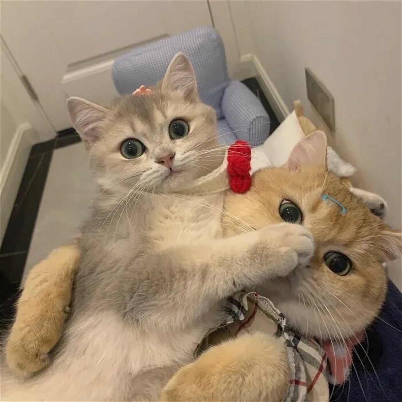 闺蜜头像(动物篇)01 今日闺蜜头像—动物篇0269♀15