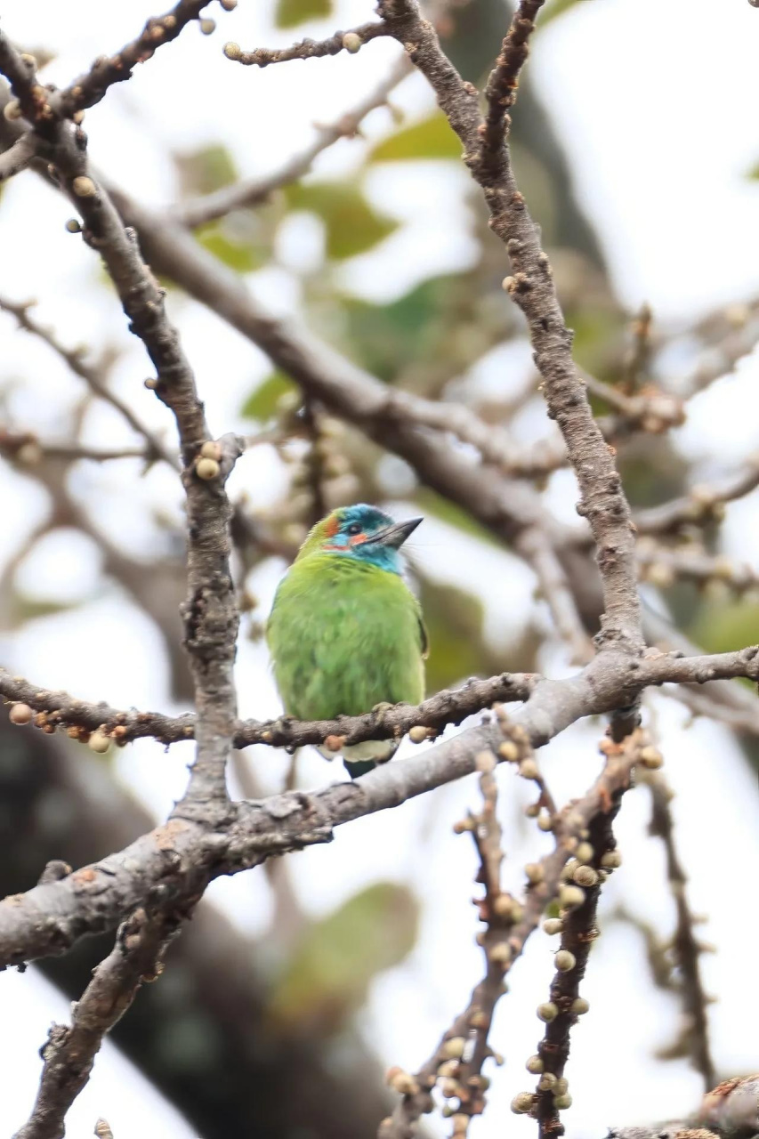 【百鸟志61图纪】 (357)◇70蓝耳拟啄木鸟70◇ (癸卯季冬,摄于