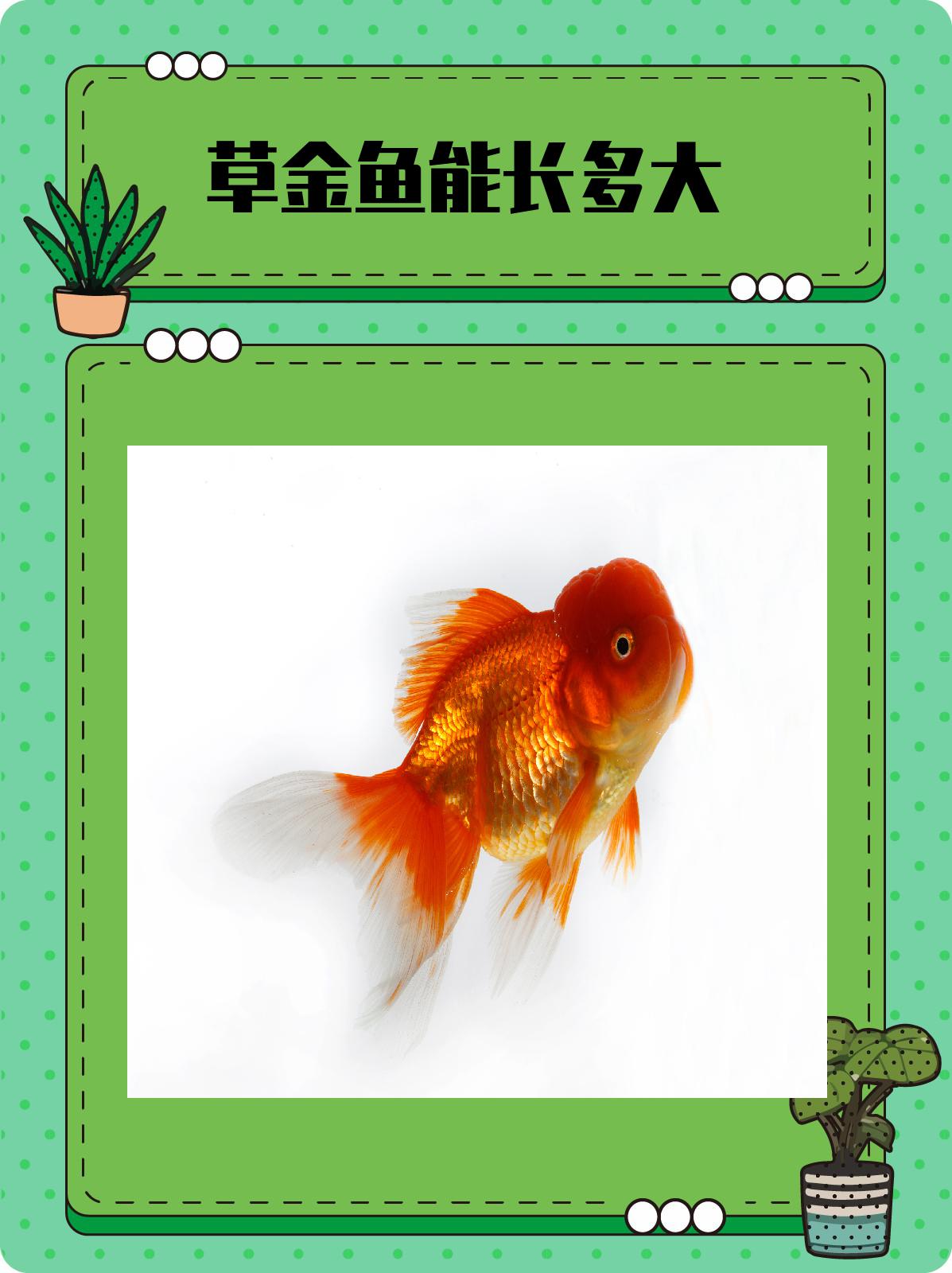 草金鱼能长多大