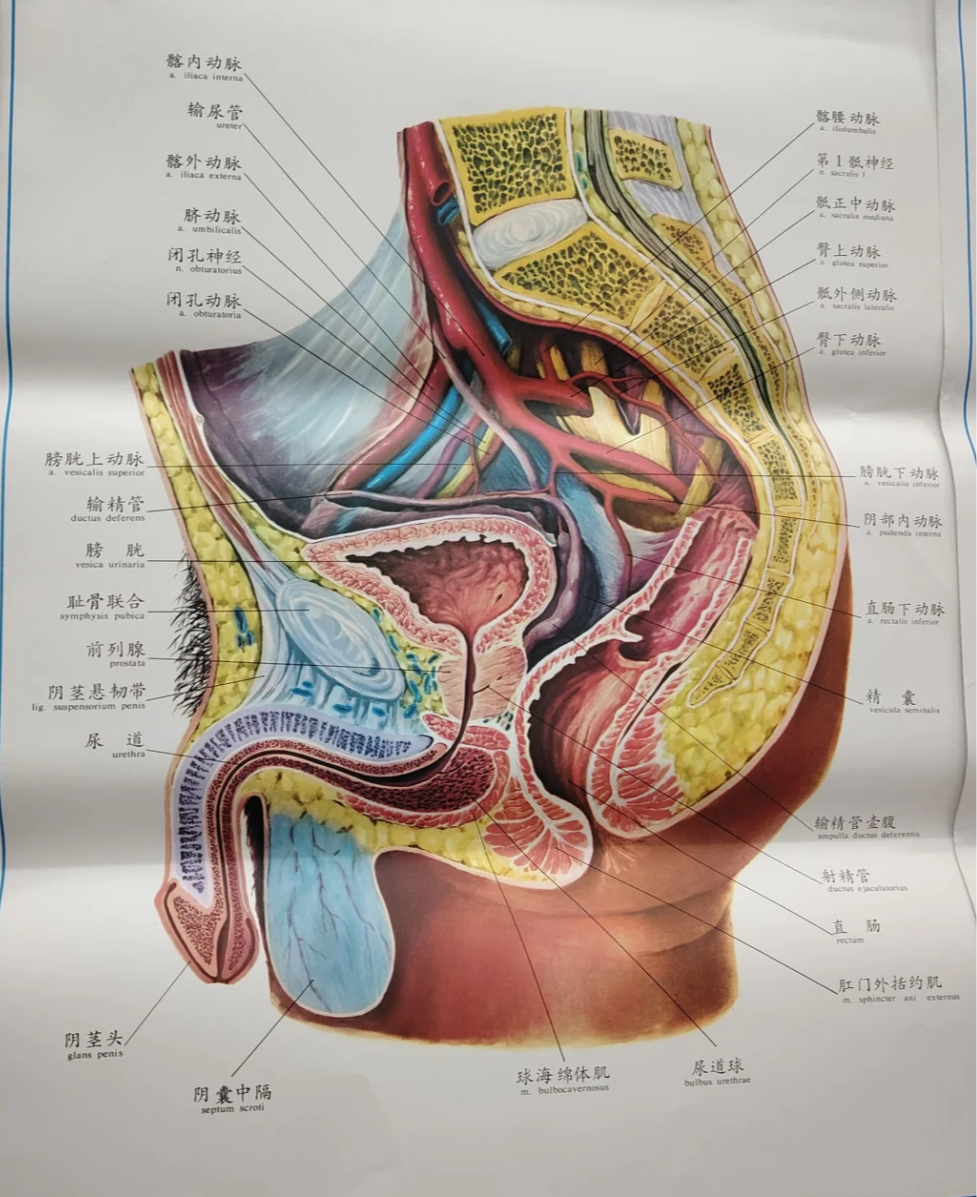 男性身体结构和女性