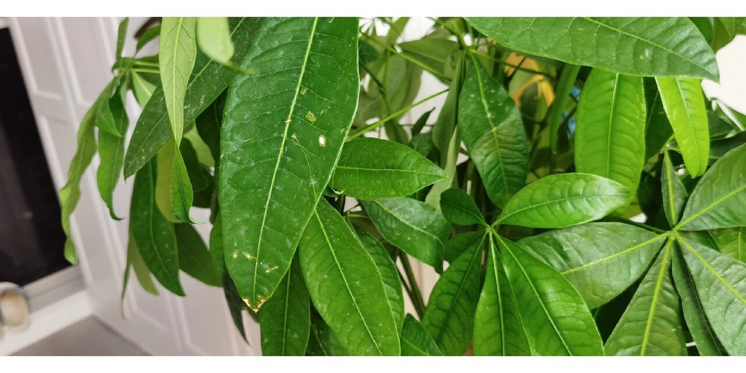 今天打扫卫生 突然发现发财树叶尖有一些水珠 用手摸了摸有点黏 群篌