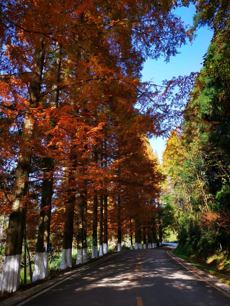 靖州排牙山森林公园