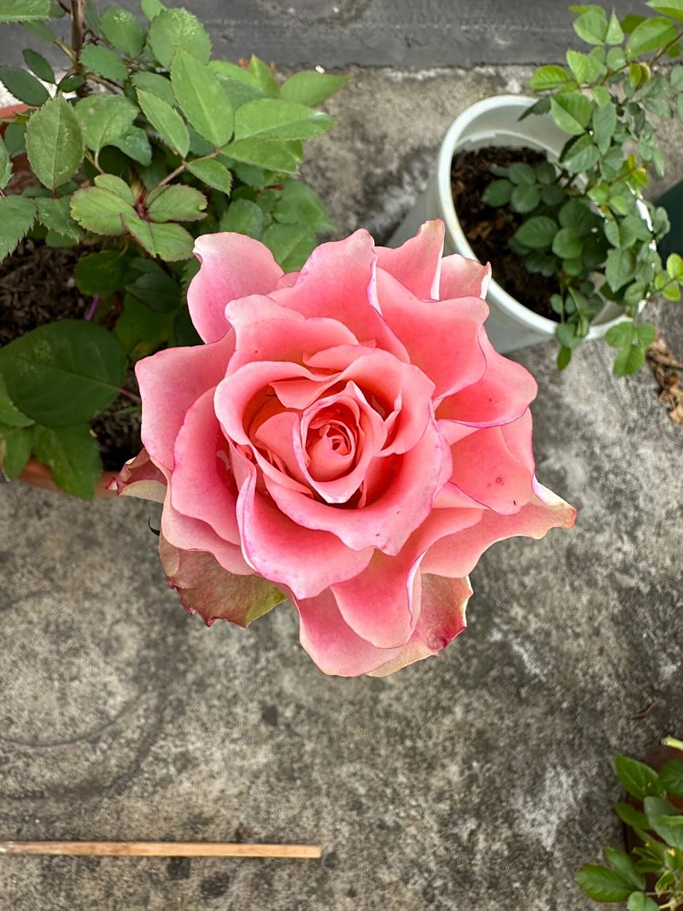 日本故事 日本故事月季,图1是4.16号,图2是4.