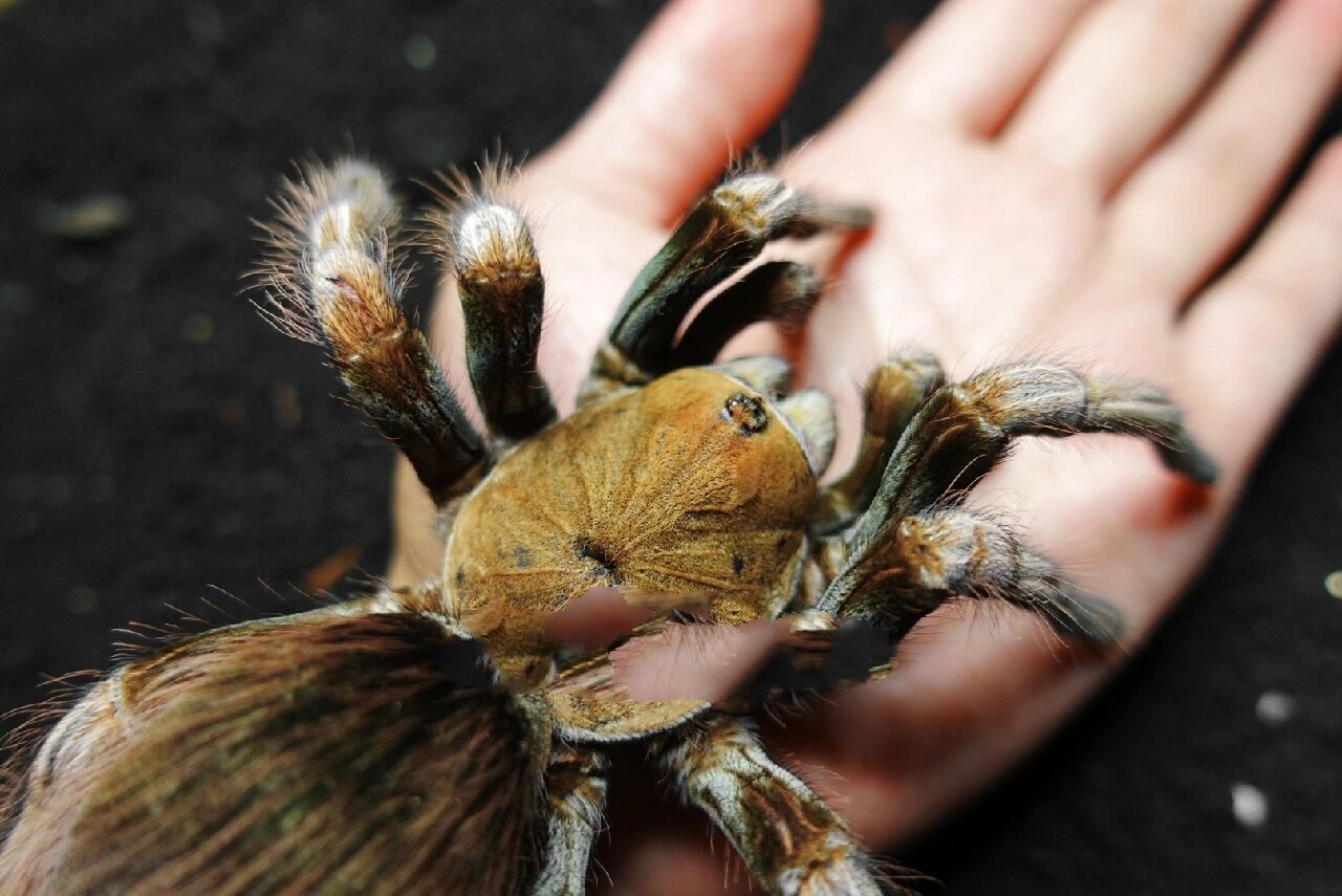 自养蜘蛛:马斯卡拉钢铁蓝18cm