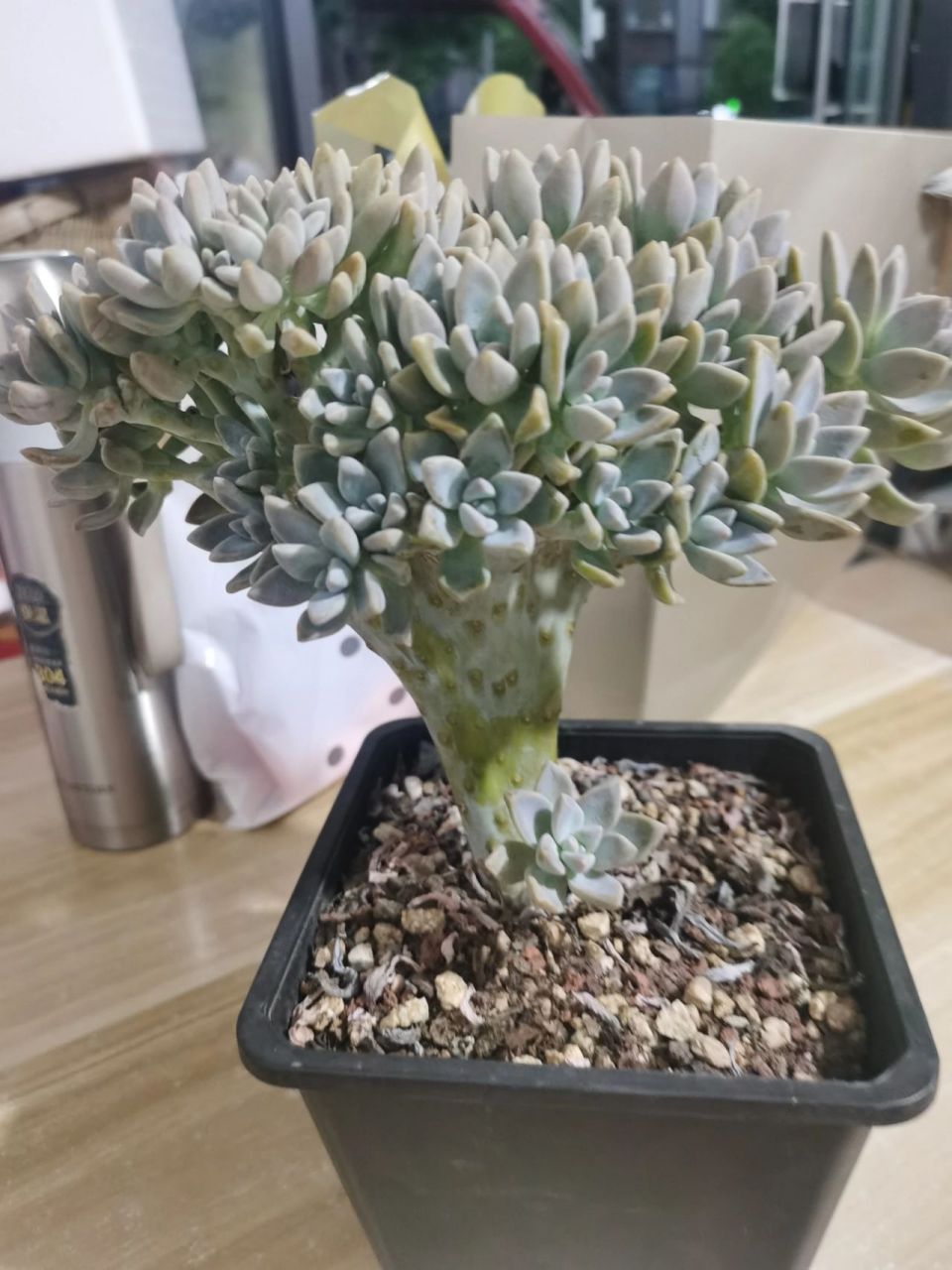 淡雪缀化老桩(买了就后悔篇) 买了就后悔的—— 今天刚买的淡雪缀化