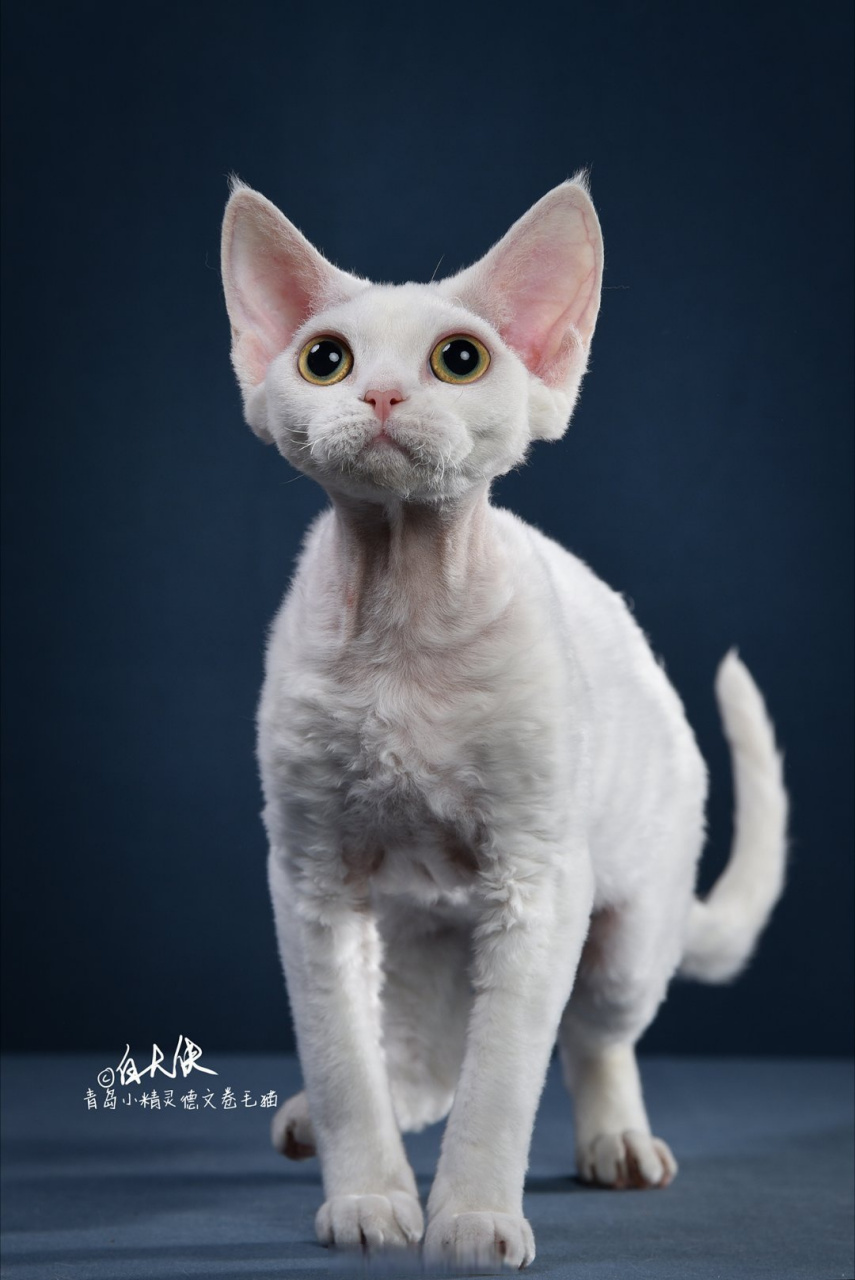 铃芽之旅##有只像大臣的猫是种什么体验# 大臣,您晚餐要用点什么啊?