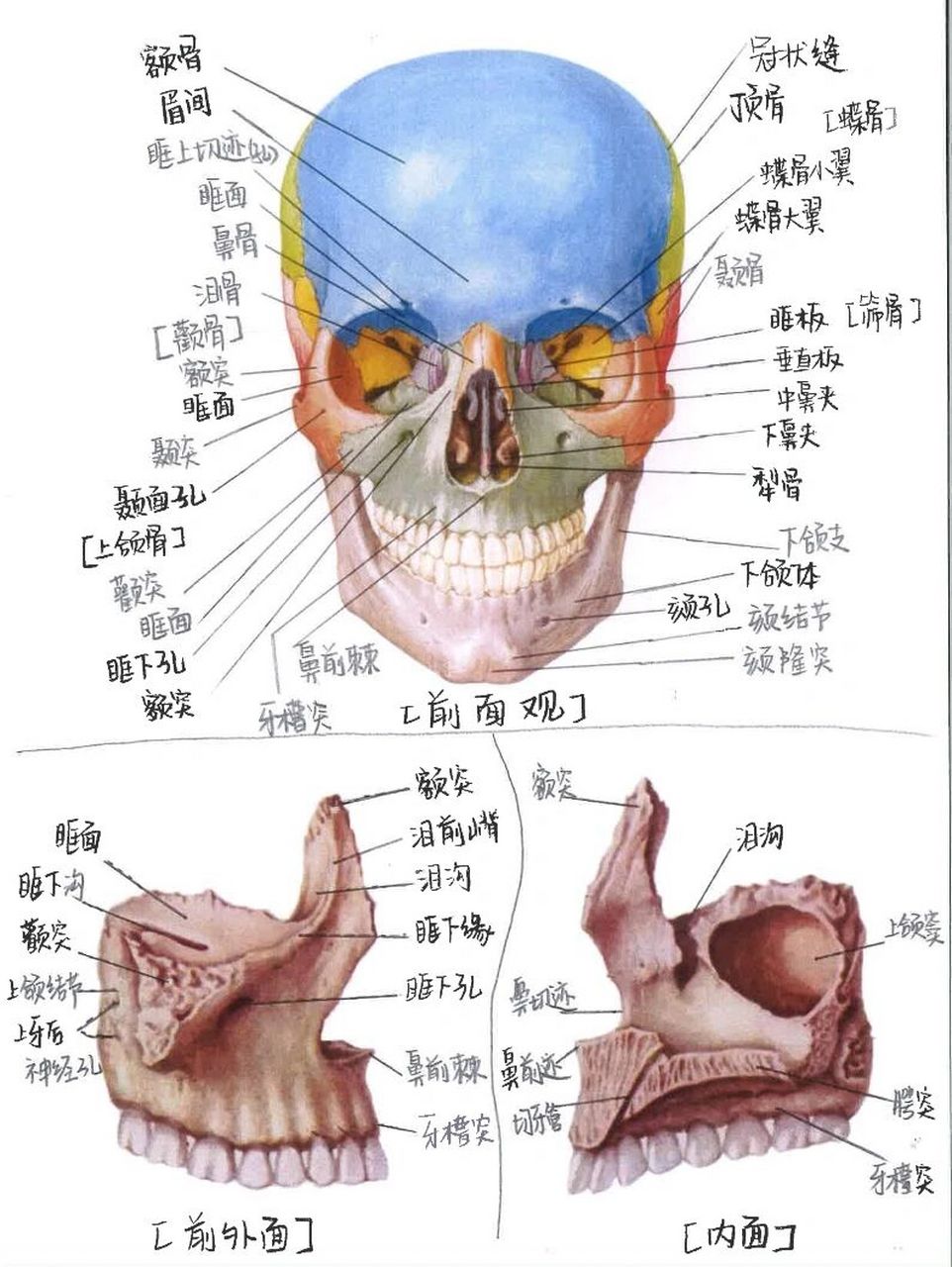 【8】种牙必看科普——上颌骨解剖结构 上颌骨位于颜中面部,是面部