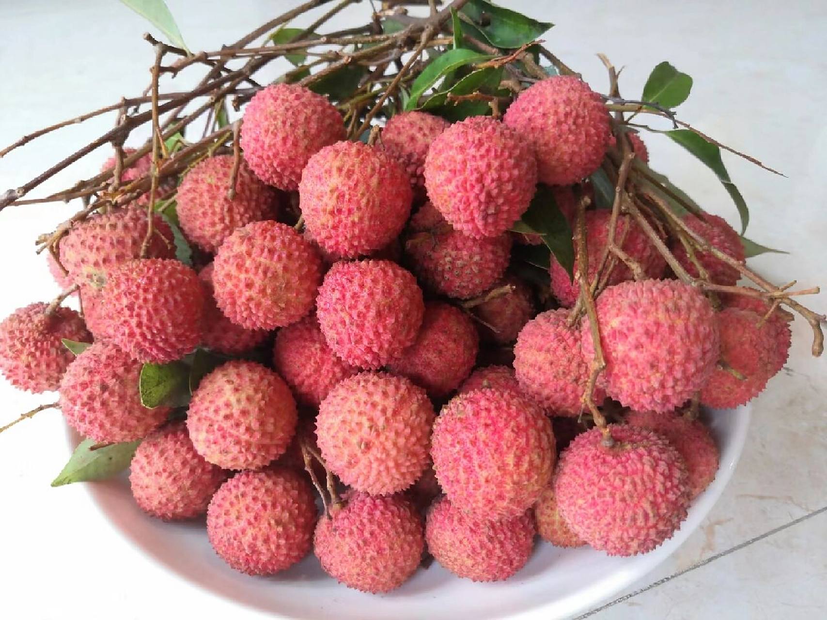 中国荔枝之乡—茂名高州(桂味荔枝) 今年茂名桂味荔枝开始采摘啦,爸妈