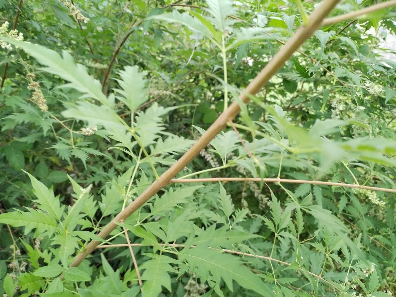 当年,廉颇就是背着这种荆条,去向蔺相如请求原谅的