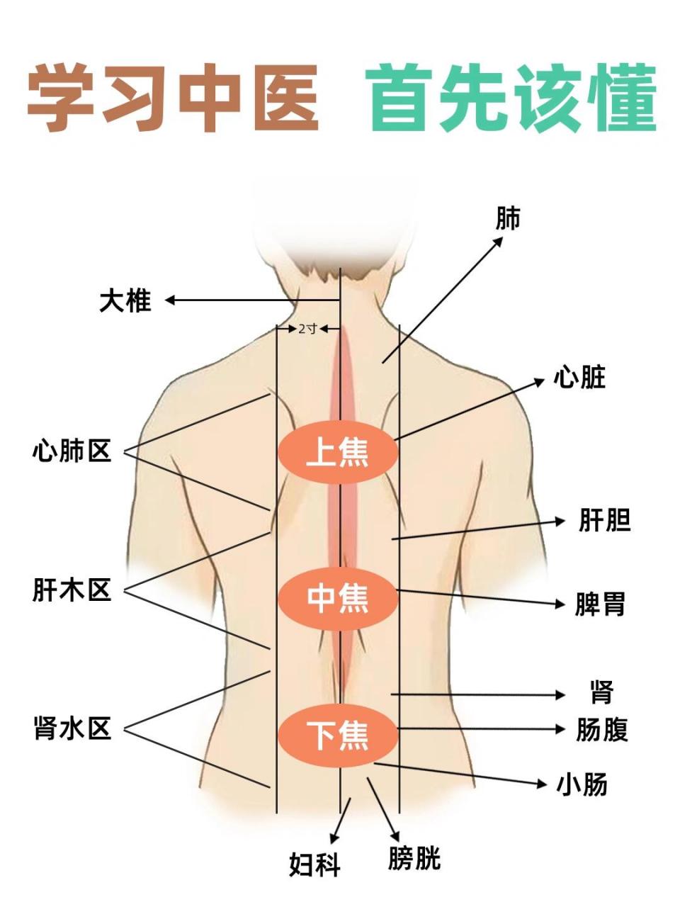 肺部背部的位置图图片