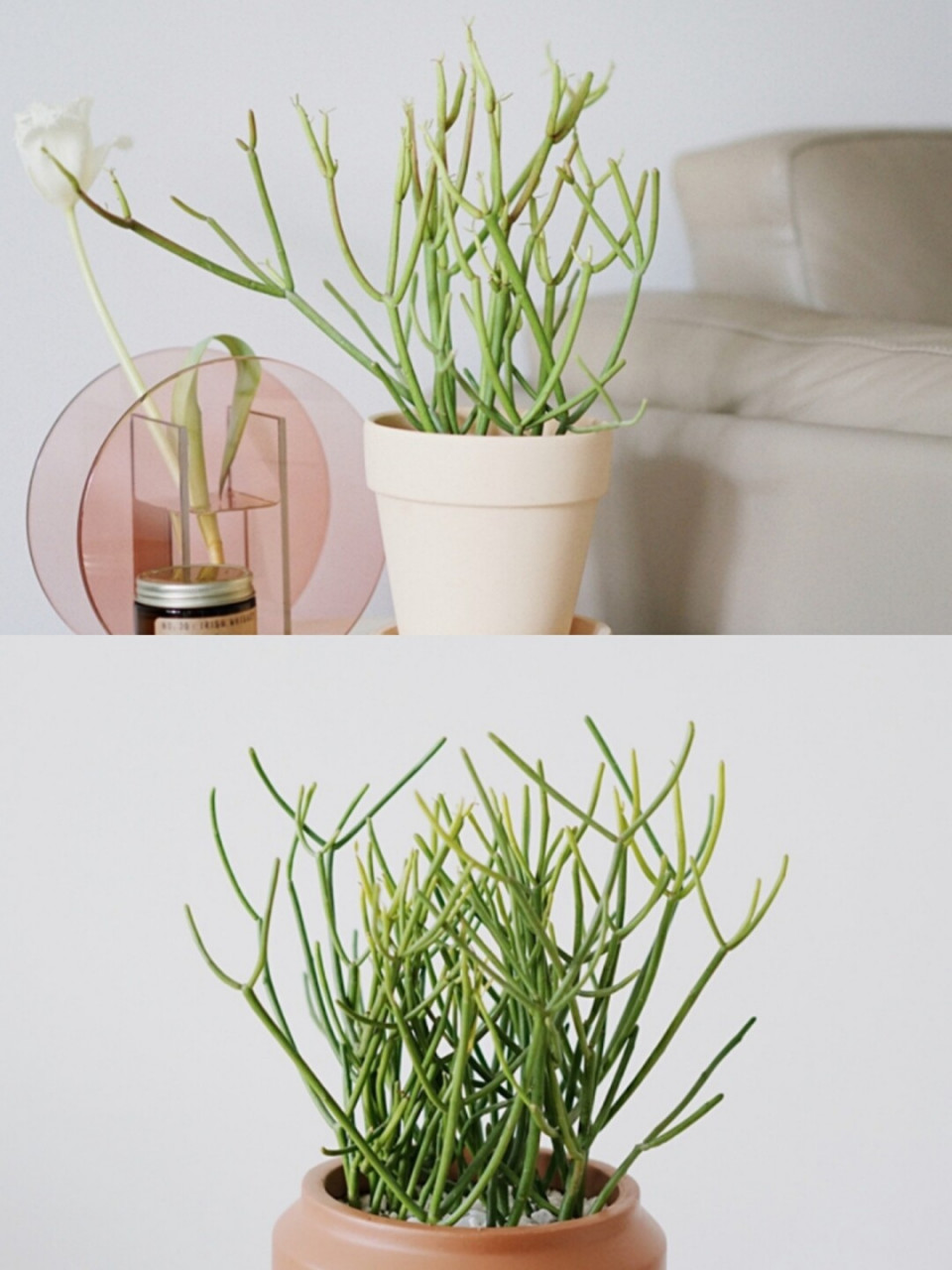 每日一植 | 独自灿烂「光棍树」 一个月不浇水也"渴"不死的光棍树,好