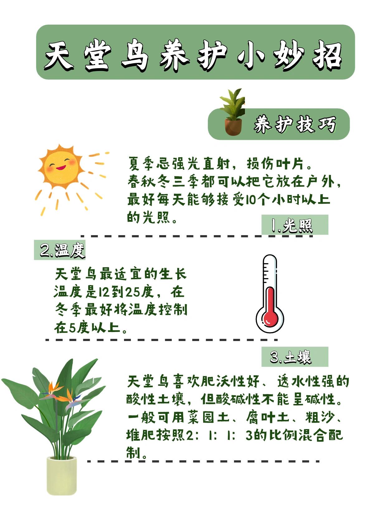 天堂鸟养护小妙招9796新手必看 养护技巧 光照 夏季忌强光直射