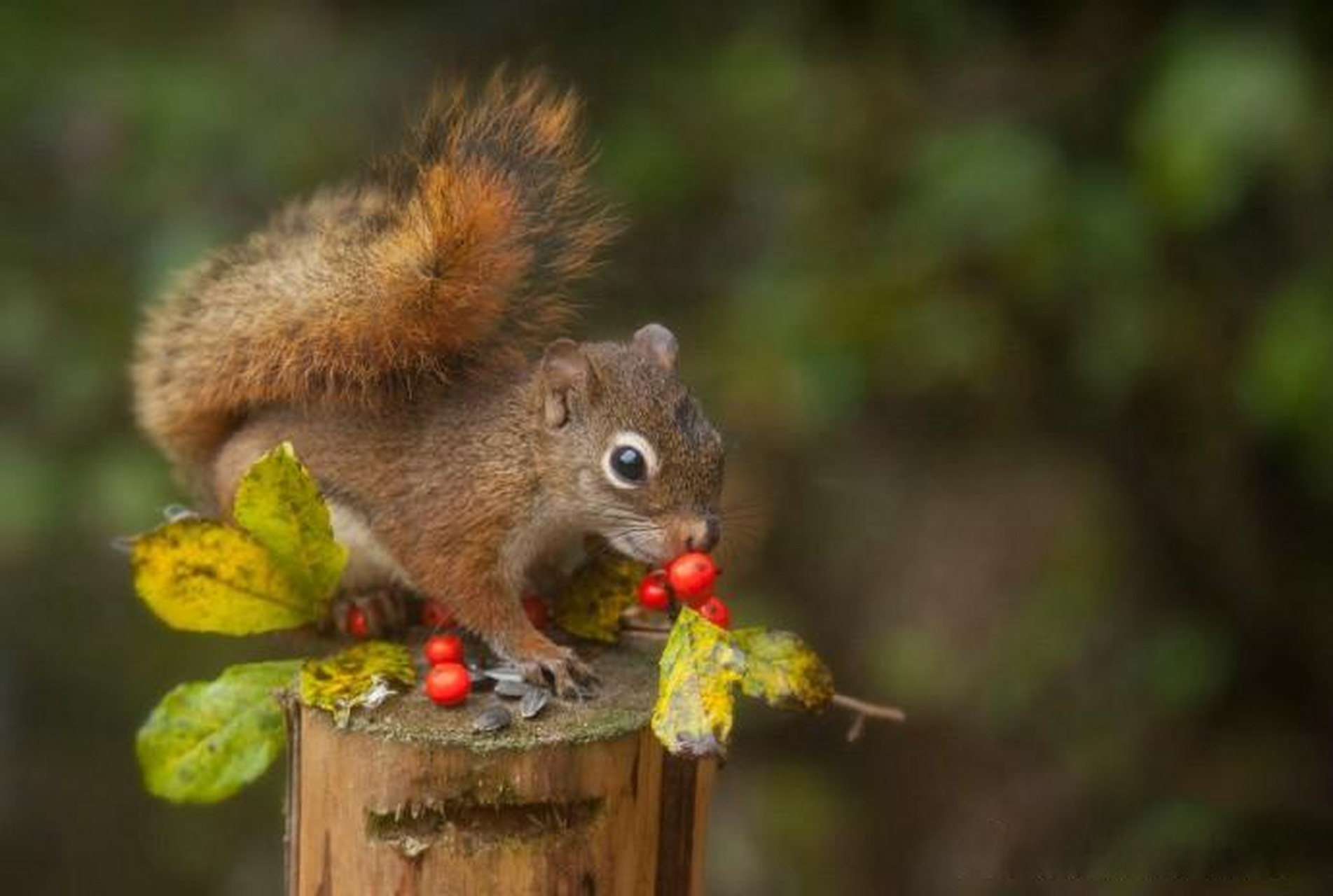【小松鼠的快乐生活摄影作品】 摄影师:andre villeneuve