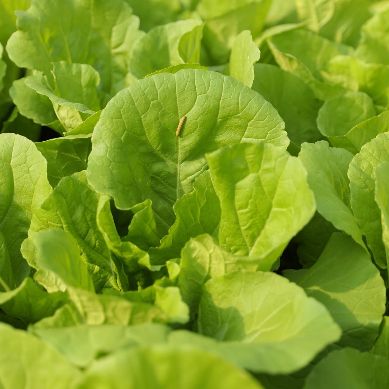 阳台盆栽小白菜(这个冬天实现青菜自由了)