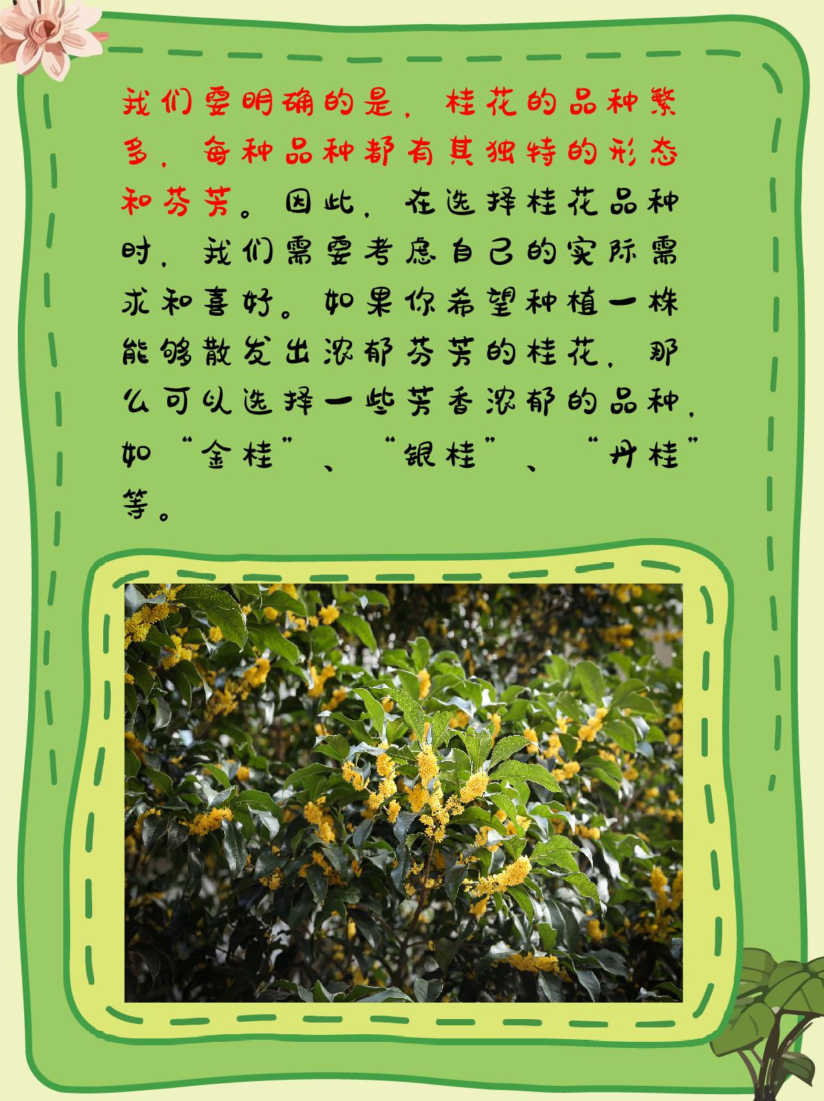 桂花品种哪种最好