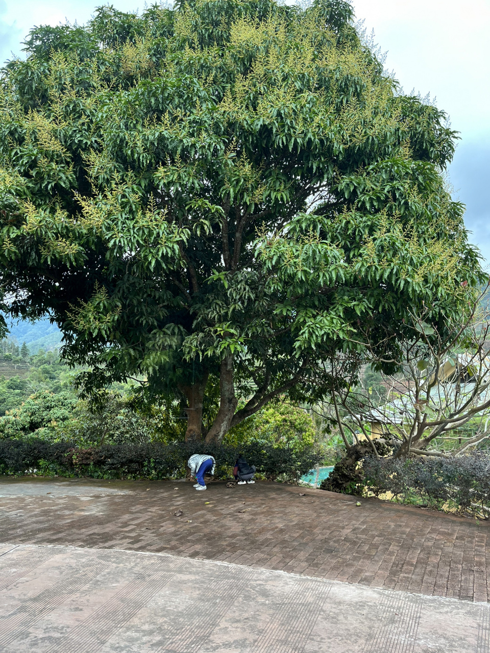 普洱最值得入住的亲子庄园之一 在今天之前 爱伲咖啡庄园应该是我认为