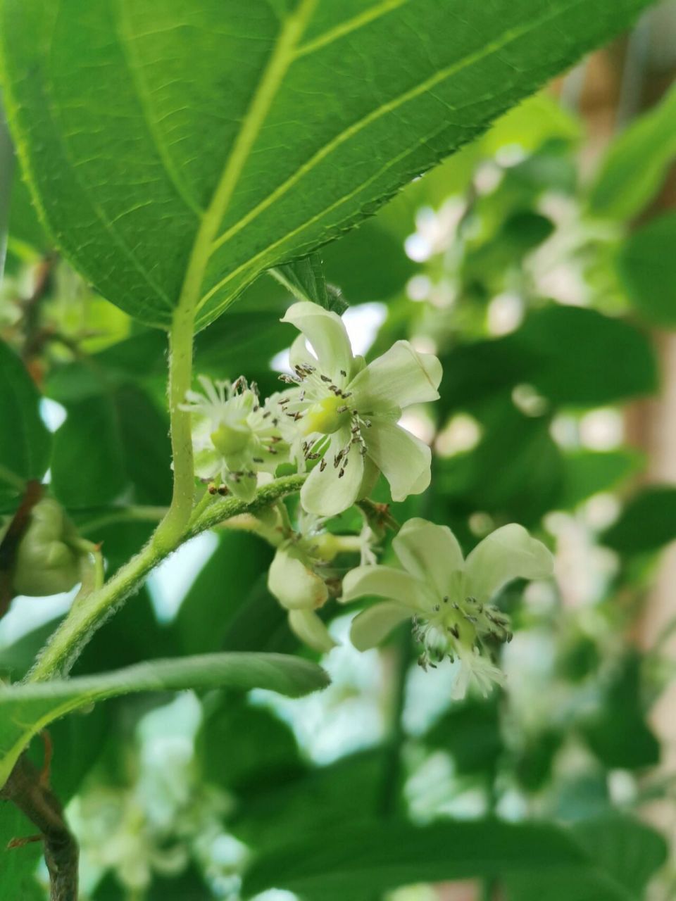 软枣猕猴桃:从小花到小果 软枣猕猴桃开花时,一方面是欣喜,一方面是