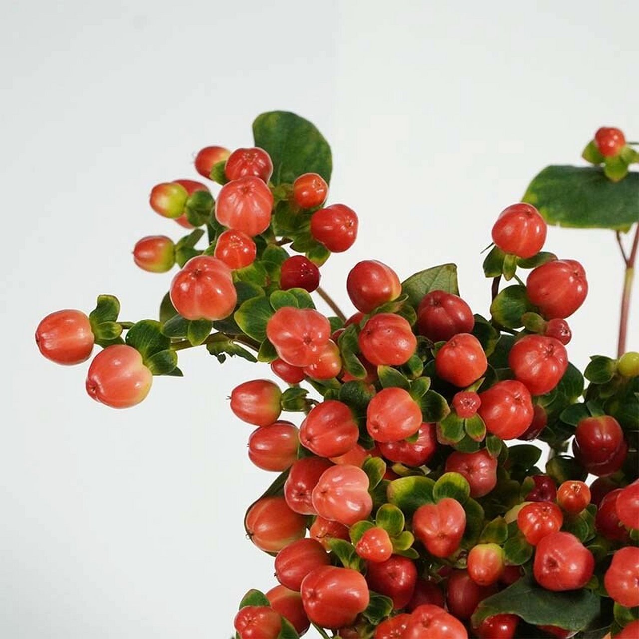 【简介】火龙珠又称红豆 (相思豆).