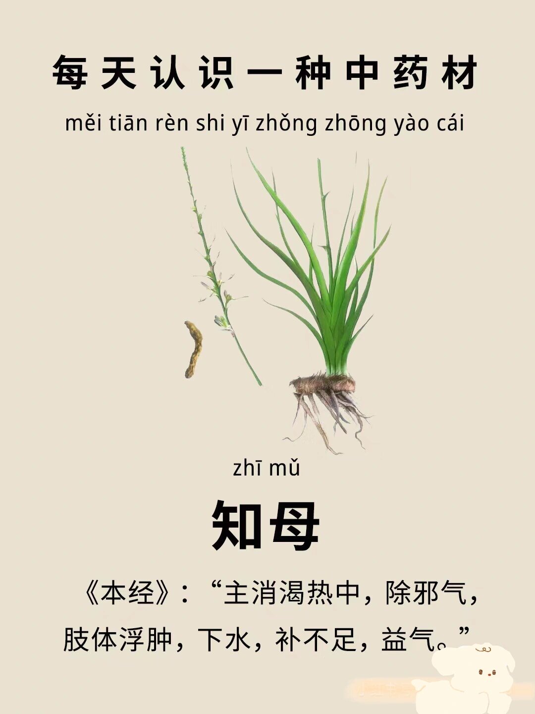 每天认识一味中草药