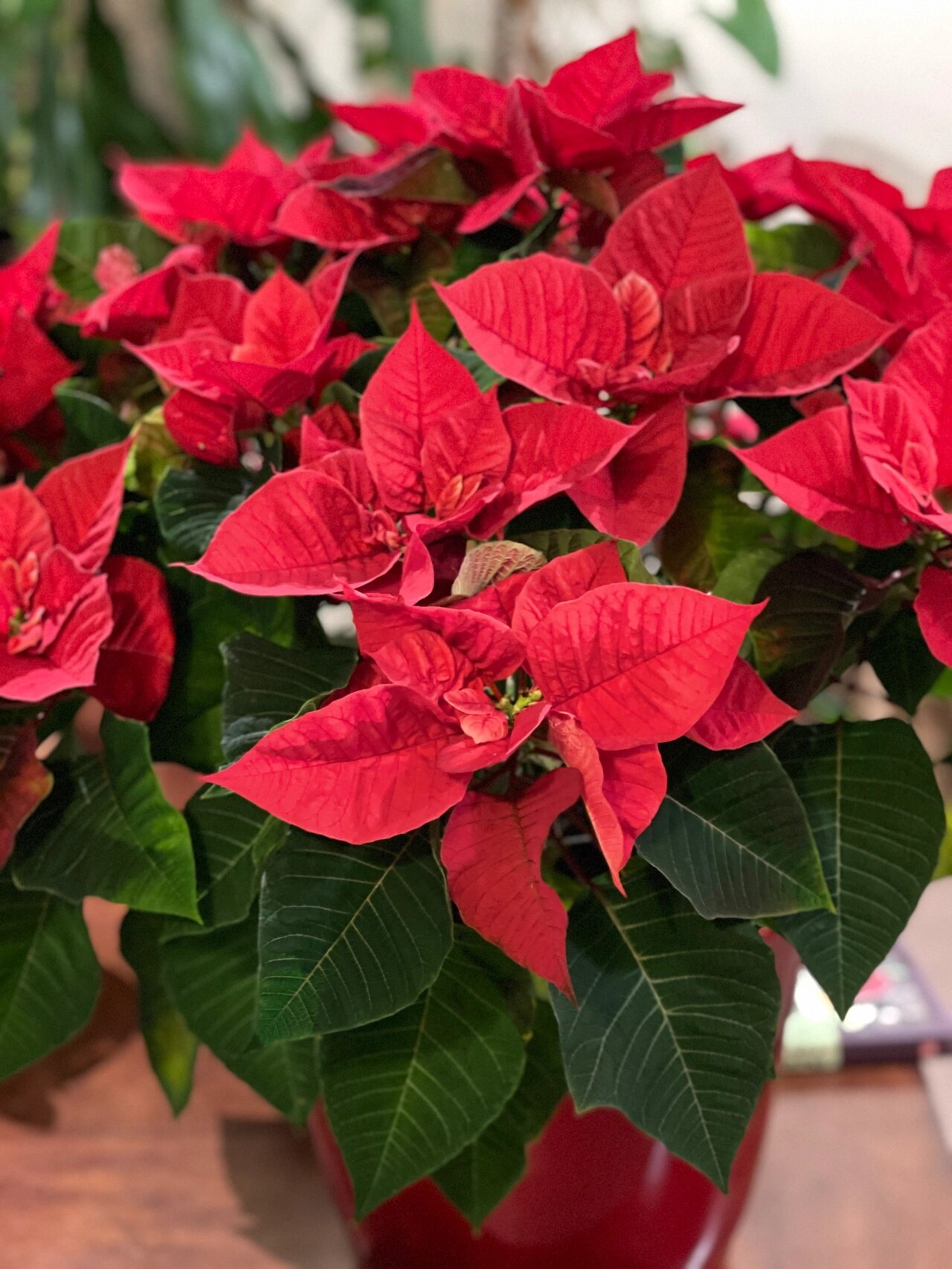 圣诞红poinsettia养护重点