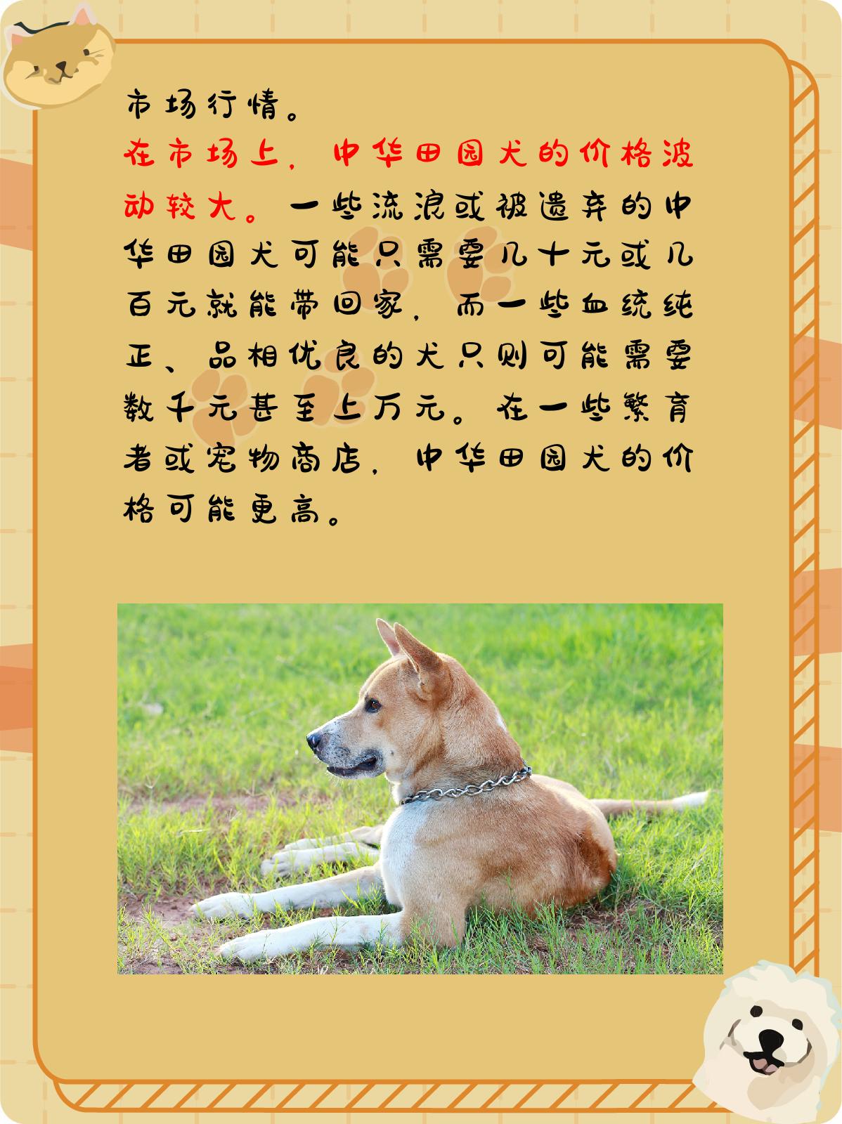 中华田园犬多少钱一只