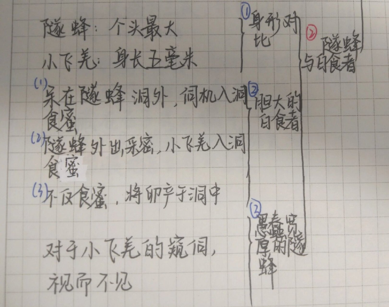 野蜂飞舞思维导图图片