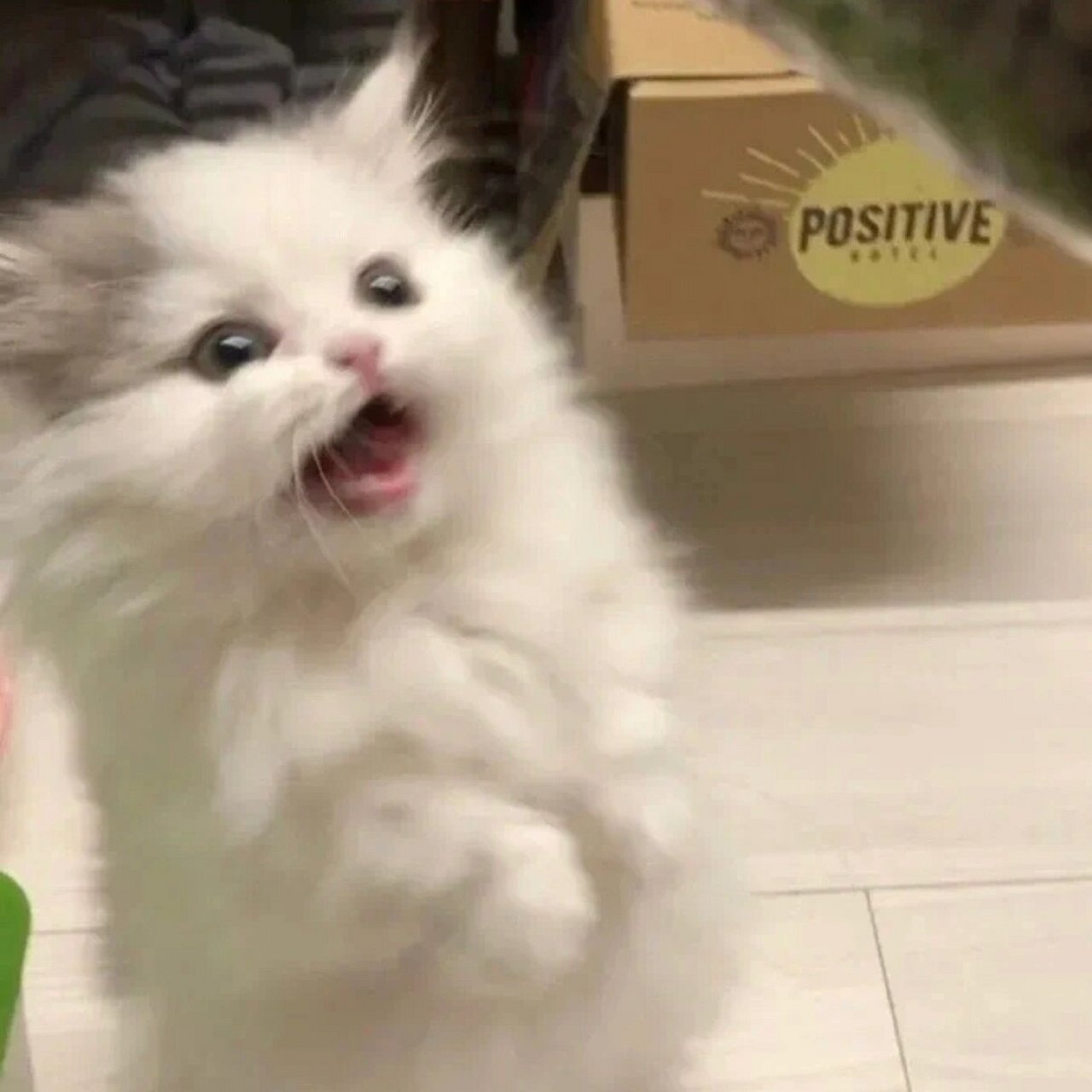 可爱小猫头像 图源各处,侵权立删再违规我就要发疯了 😶