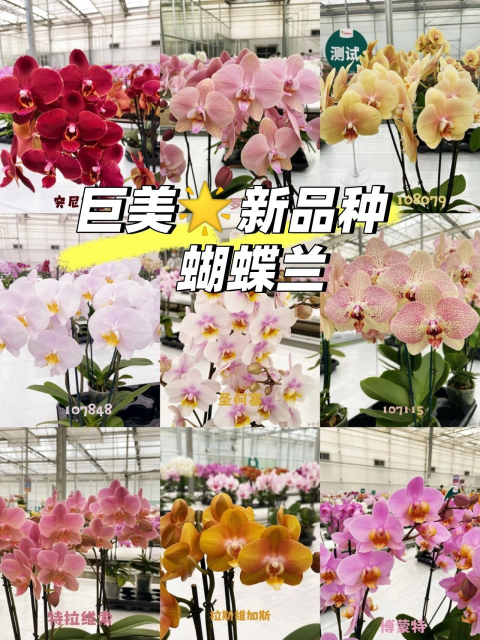 一大波新品种99          安祖蝴蝶兰05  安祖107848可以说是我