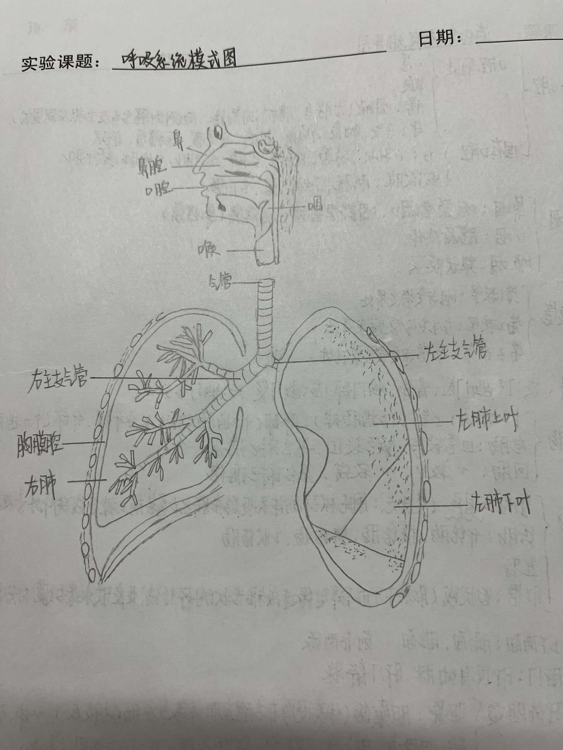 膈肌手绘图片