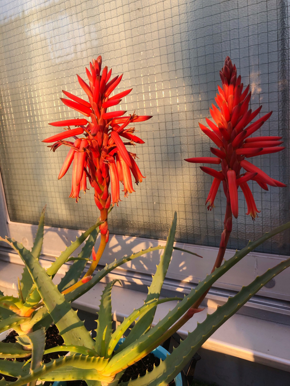 芦荟开花啦 昨天晚上下着雨风呼啦呼啦的吹,担心把芦荟给吹翻了,今早