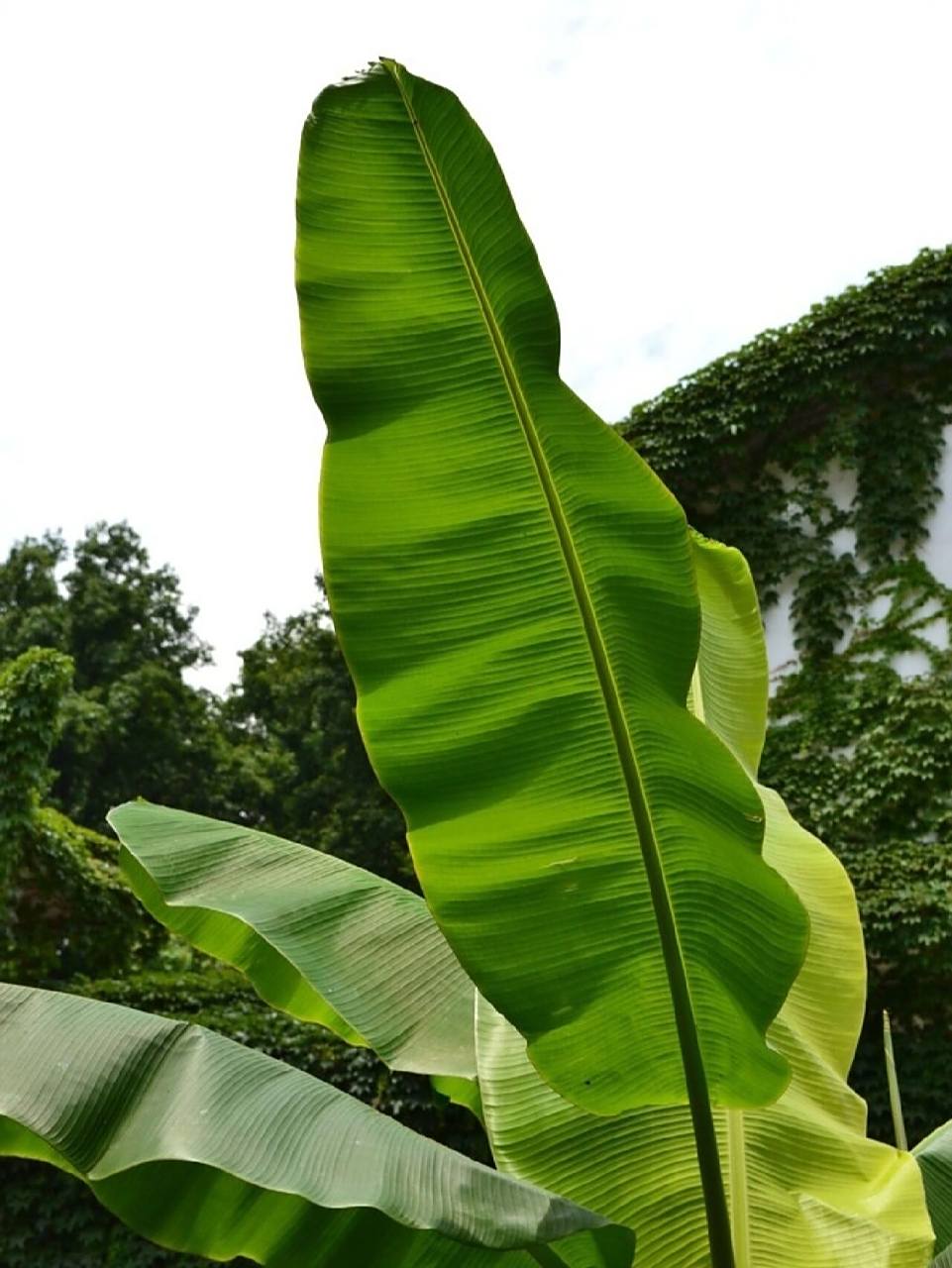 绘画素材【芭蕉叶】 95标有【绘画素材】图片大部分源于网络,不是