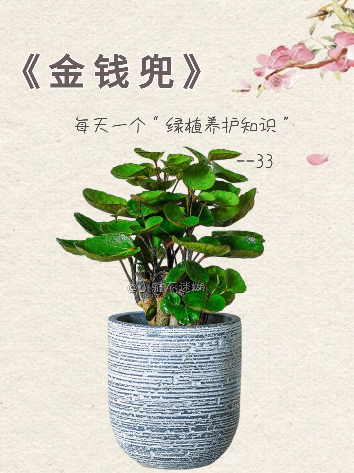 每天一个00养护知识|7815金钱兜78day 3156631566
