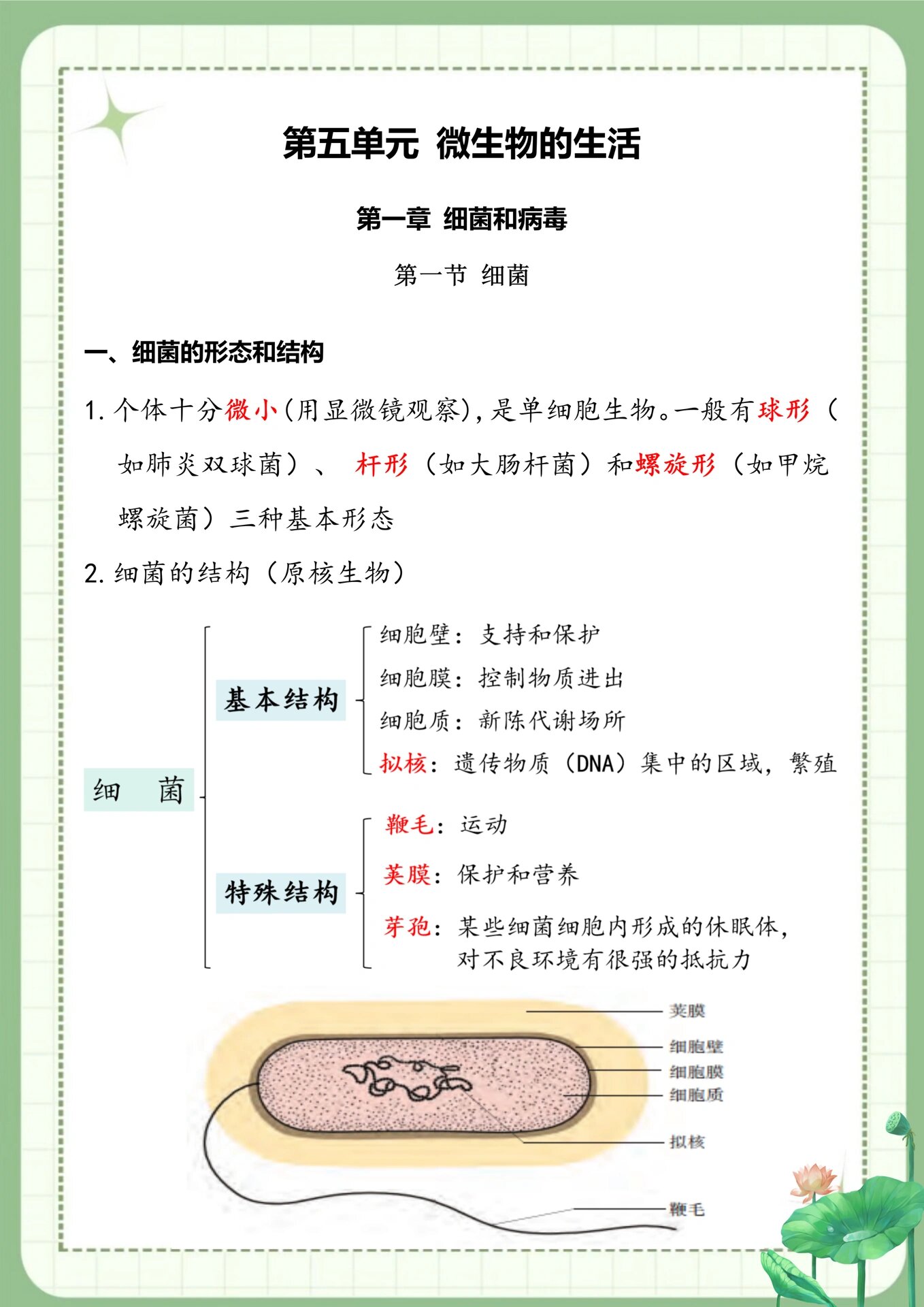 各种细菌的图片和简介图片