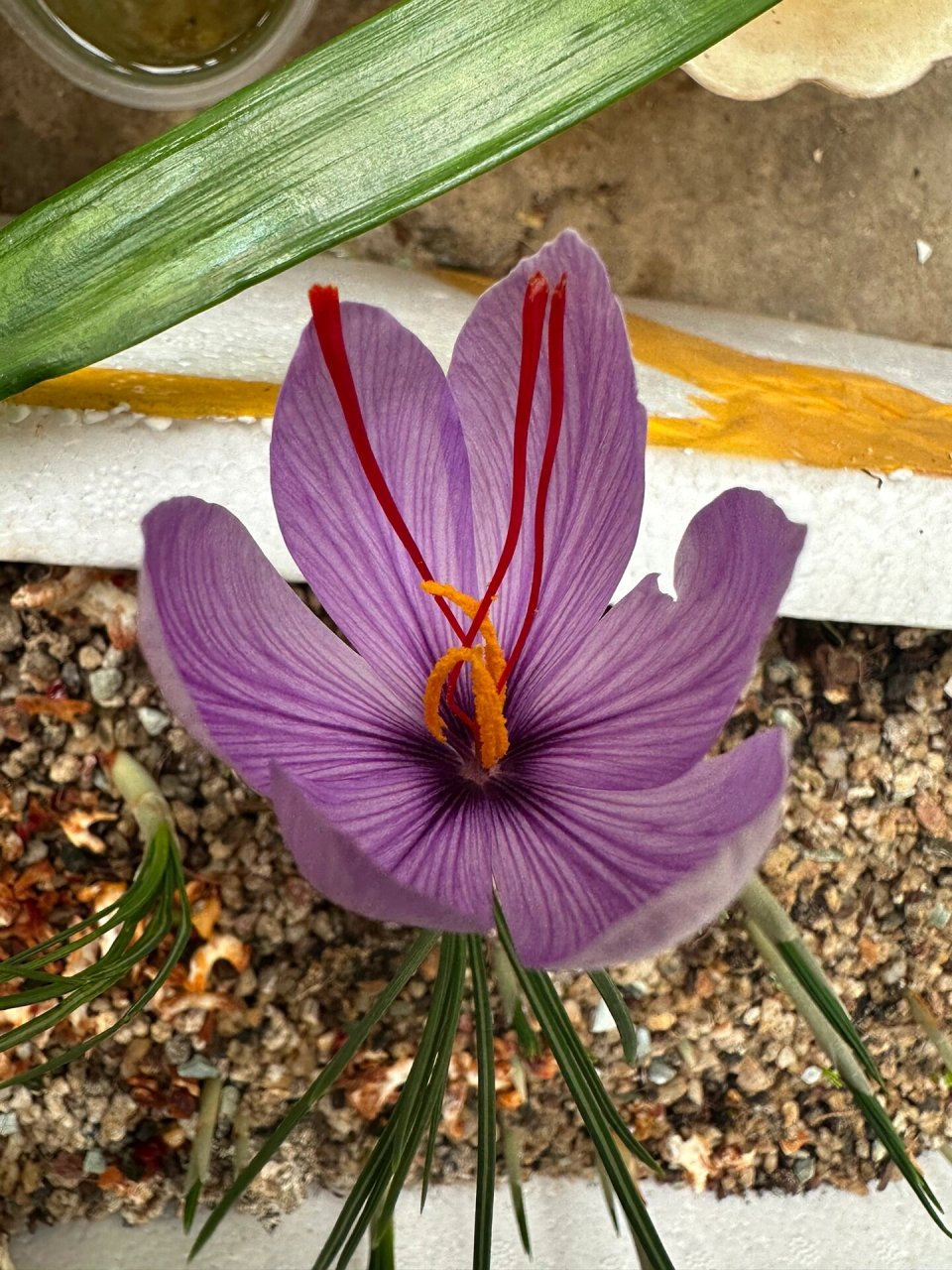 番红花是一种鸢尾科番红花属的多年生植物,主要分布在欧洲,地中海及
