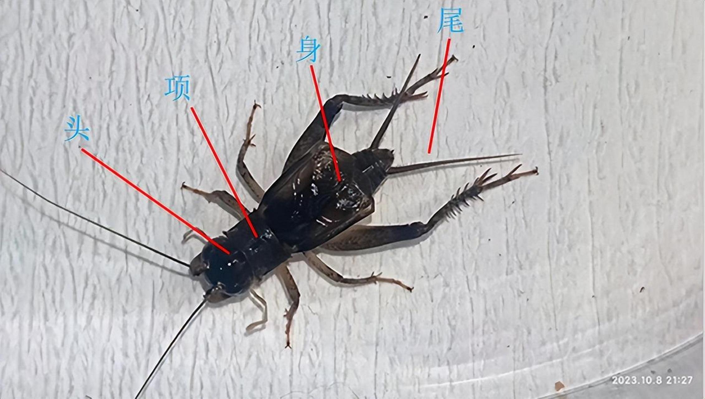 蟋蟀身体结构独特,头部拥有一对触角和一对