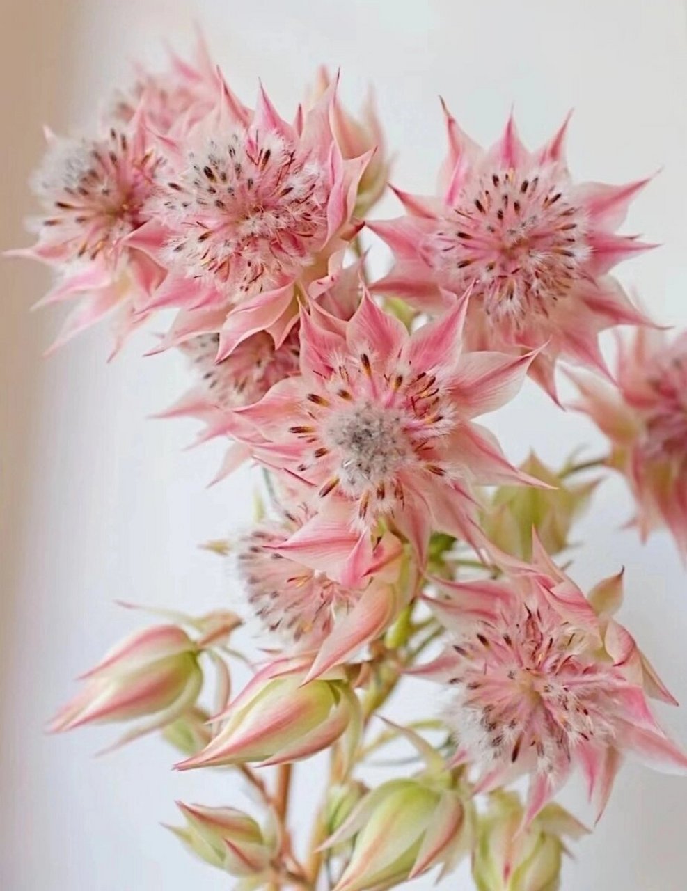 识花系列 | 新娘花 新娘花原产于南非,是山龙眼科植物,因其花头和花色