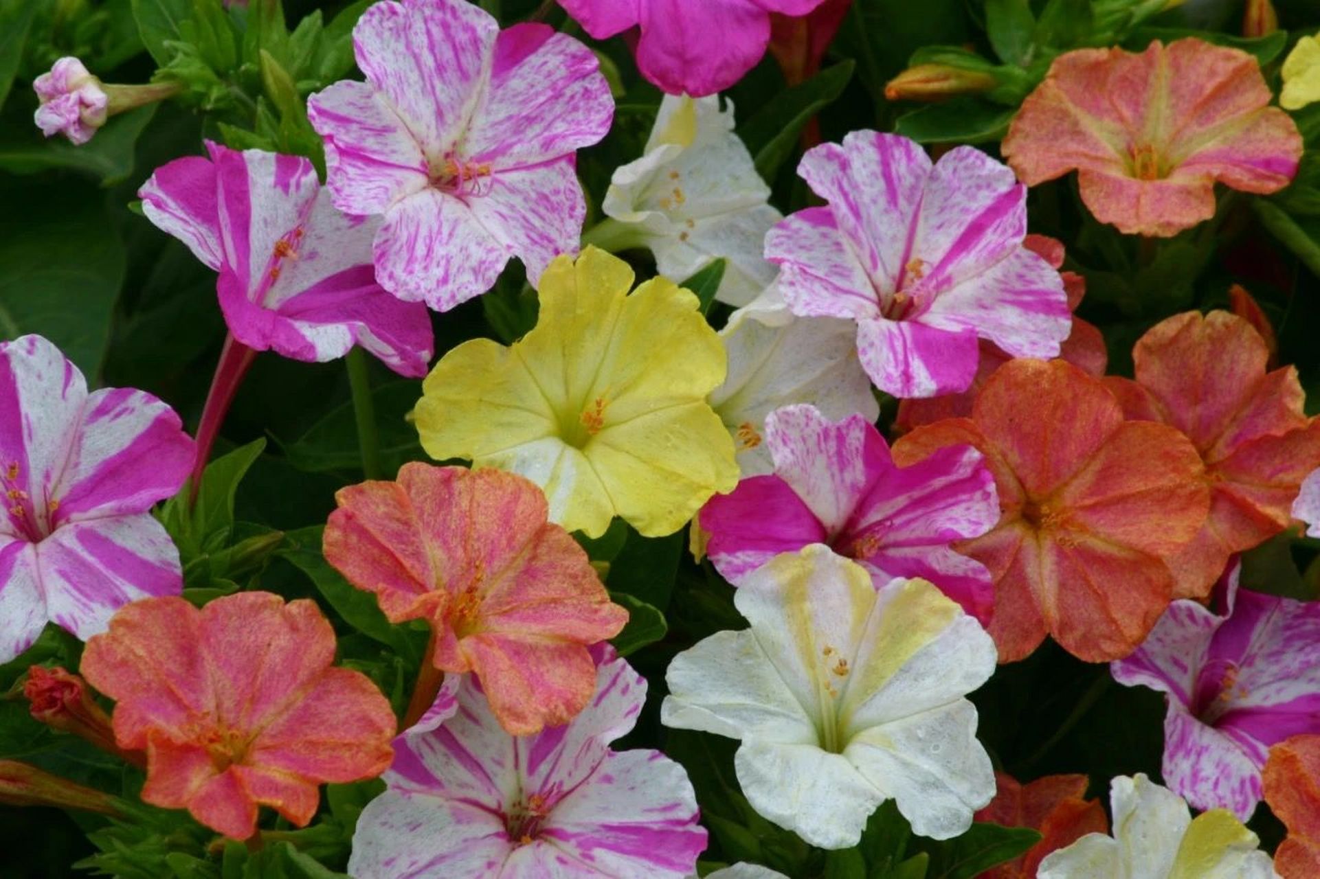 紫茉莉(学名:mirabilis jalapa l.