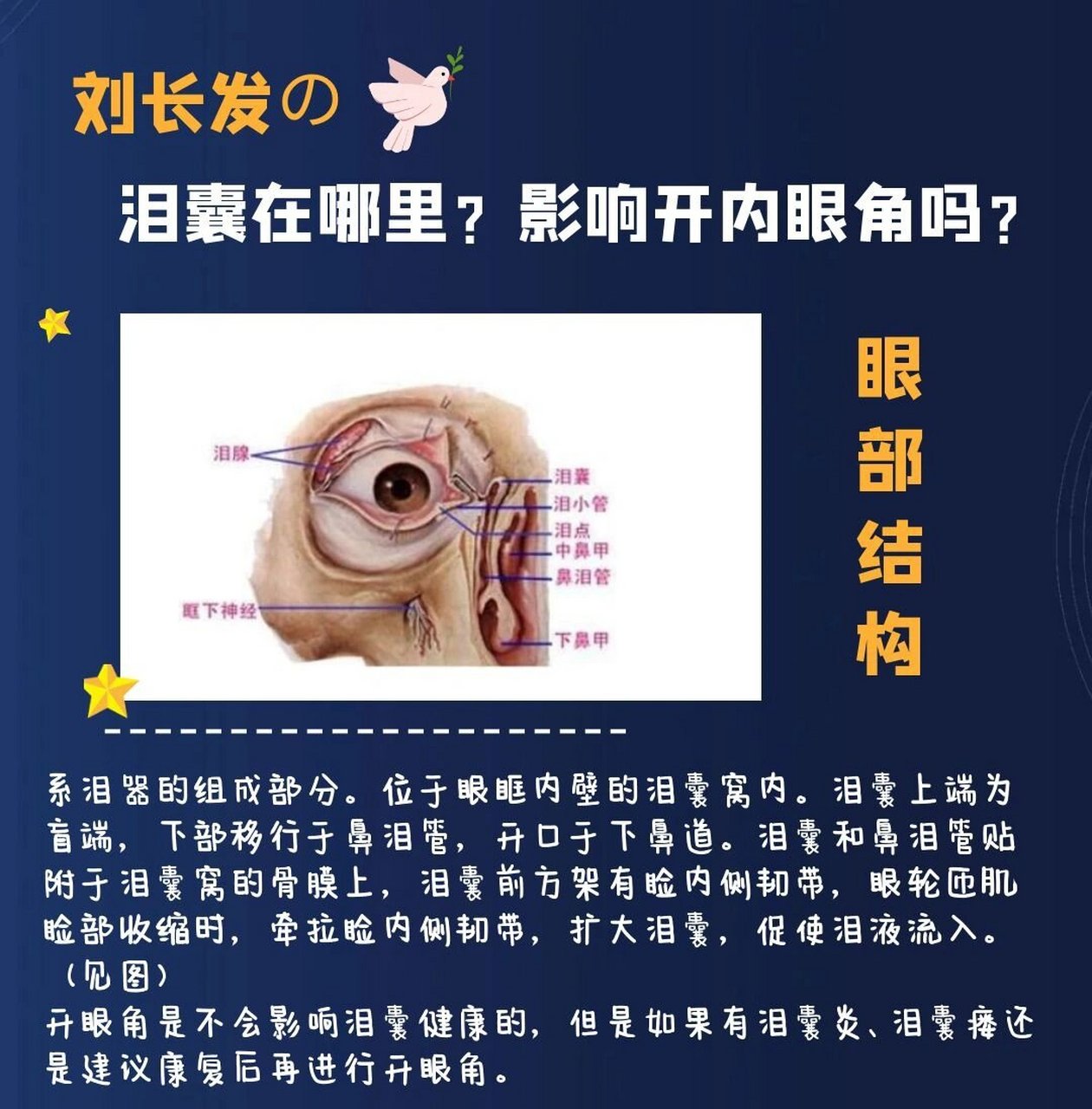 眼部结构:泪腺的位置