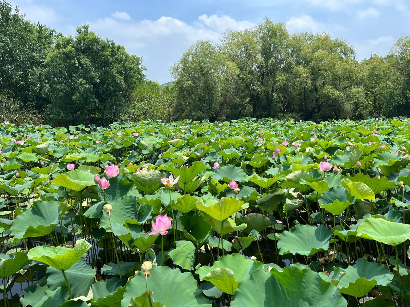湖州湿地公园 就是散步 里面确实挺大的,但是大热天走路确实累,而且