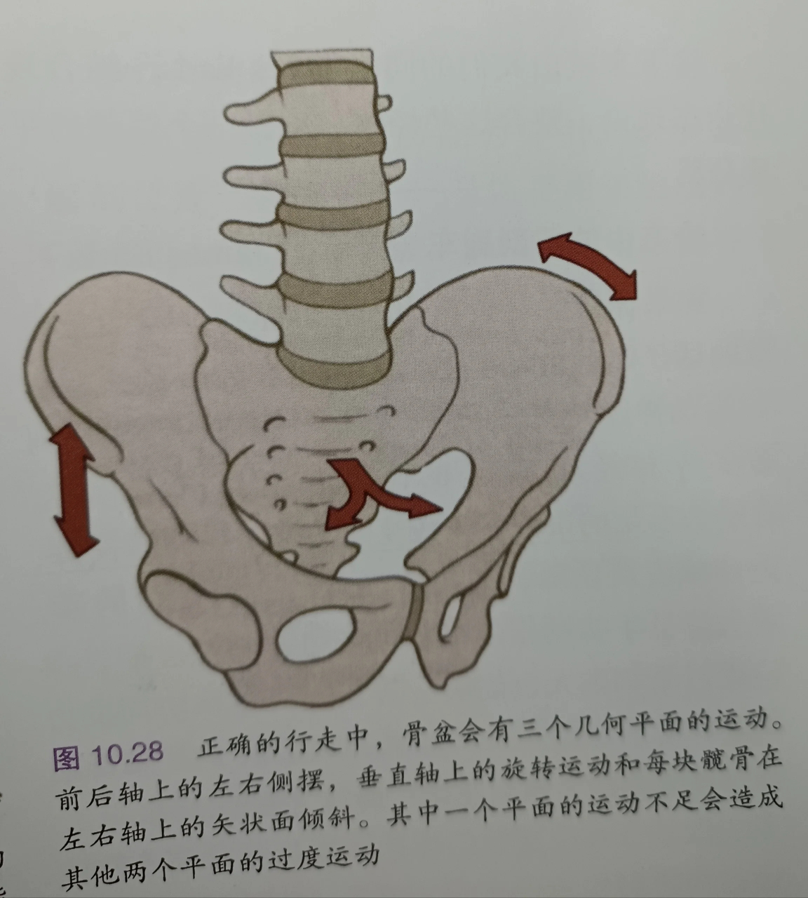 髋关节功能障碍 髋关节功能障碍,损伤和退行性改变,是导致儿童和老人