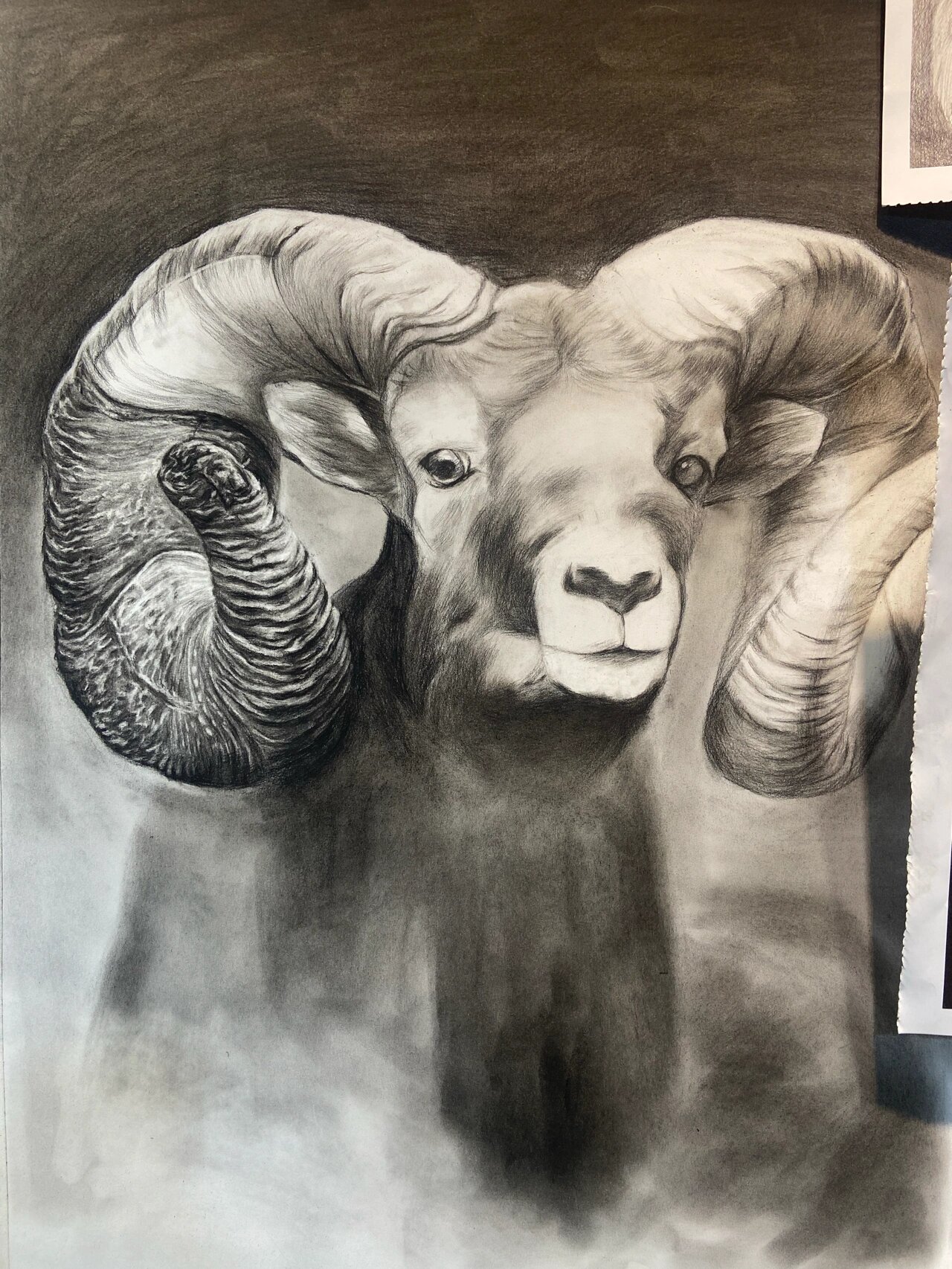 落基山大角羊原来长这样