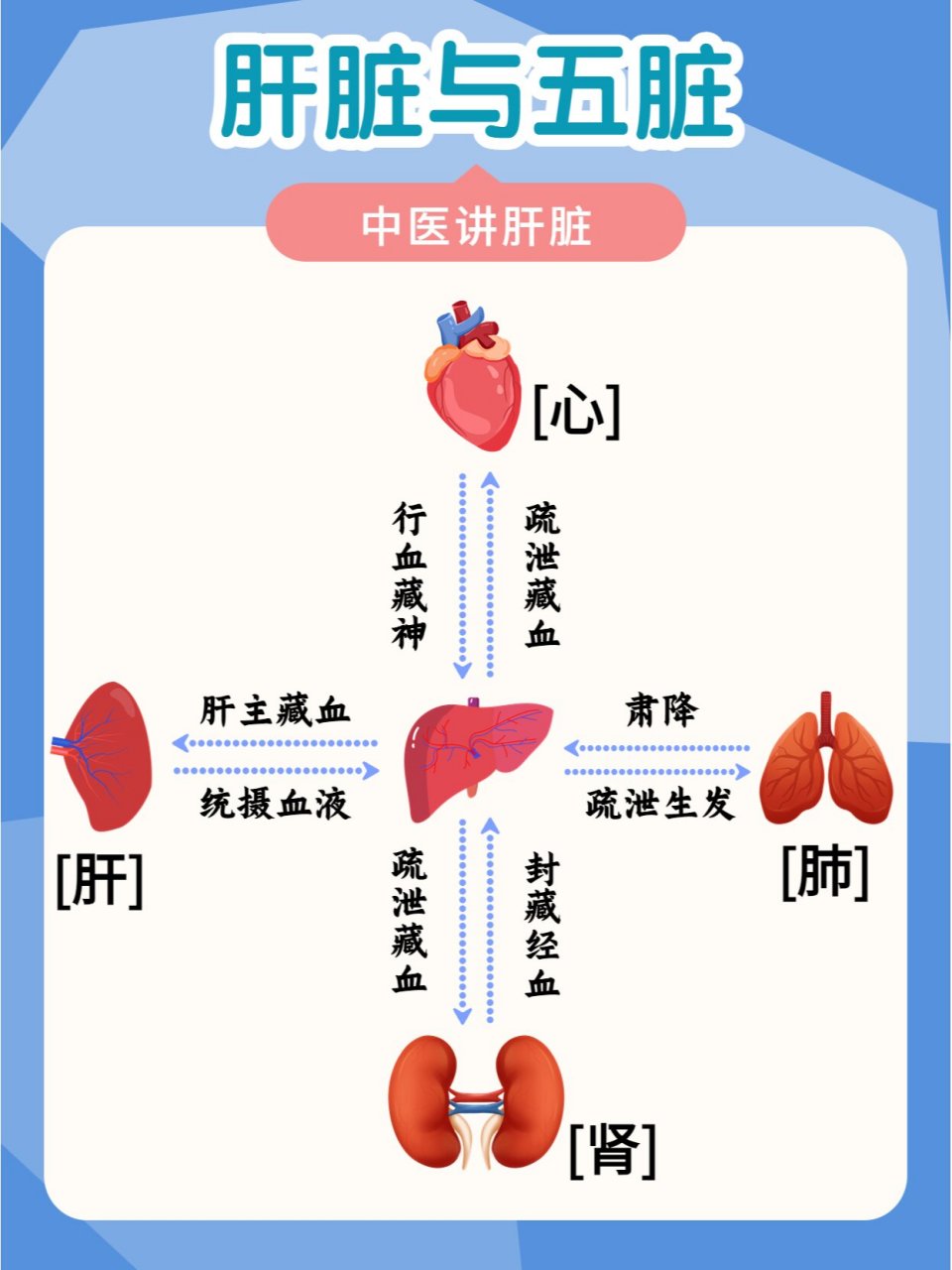 肝与五脏的关系 五脏,即心,肝,脾,肺,肾的合称 五脏的共同生理特点