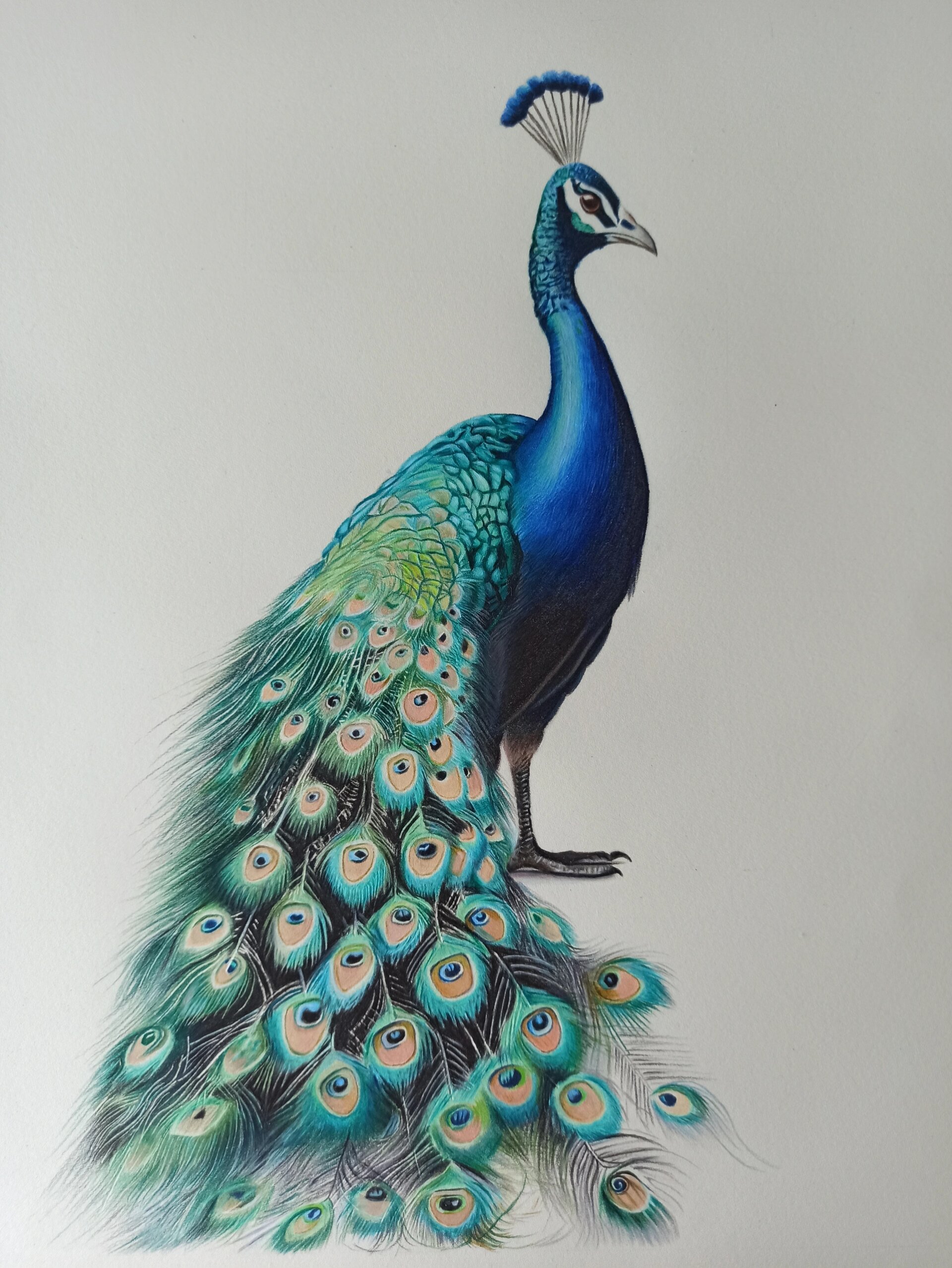彩铅画-孔雀 看到孔雀的第一眼.@皓月山川的动态