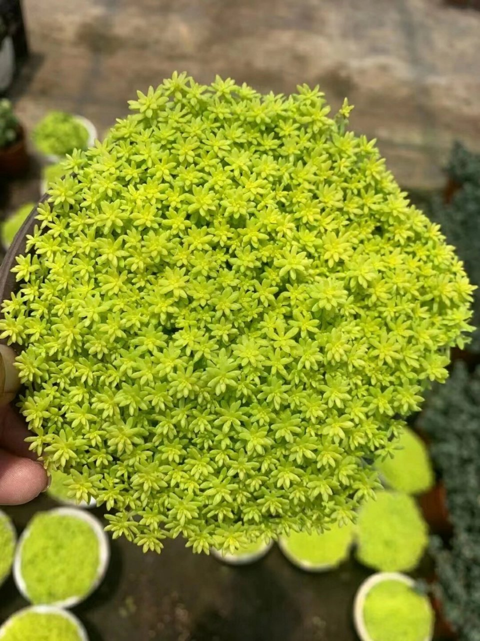 黄金薄雪万年草-又称黄金万年草-黄金草 黄金薄雪万年草(学名:sedum